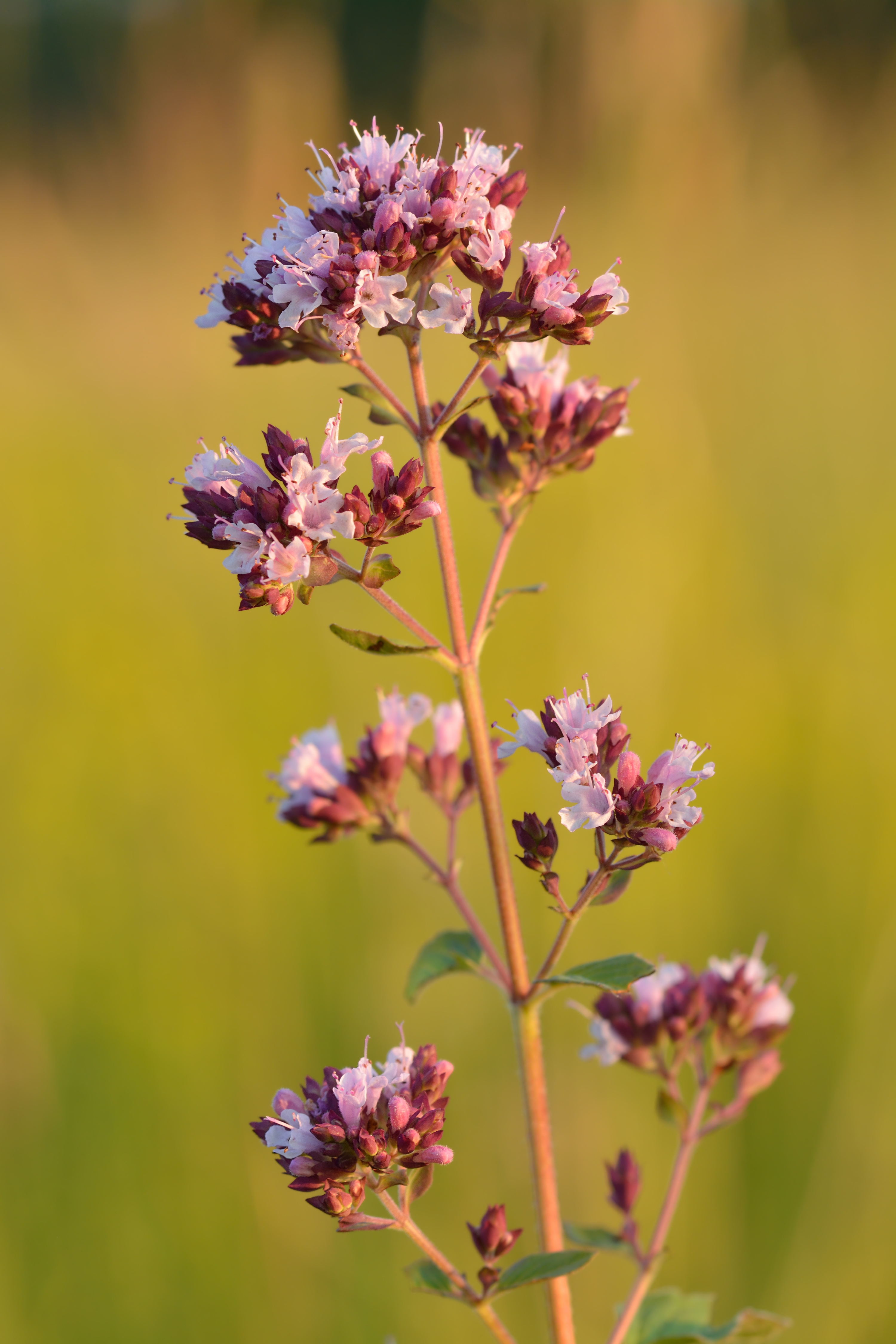 Origanum