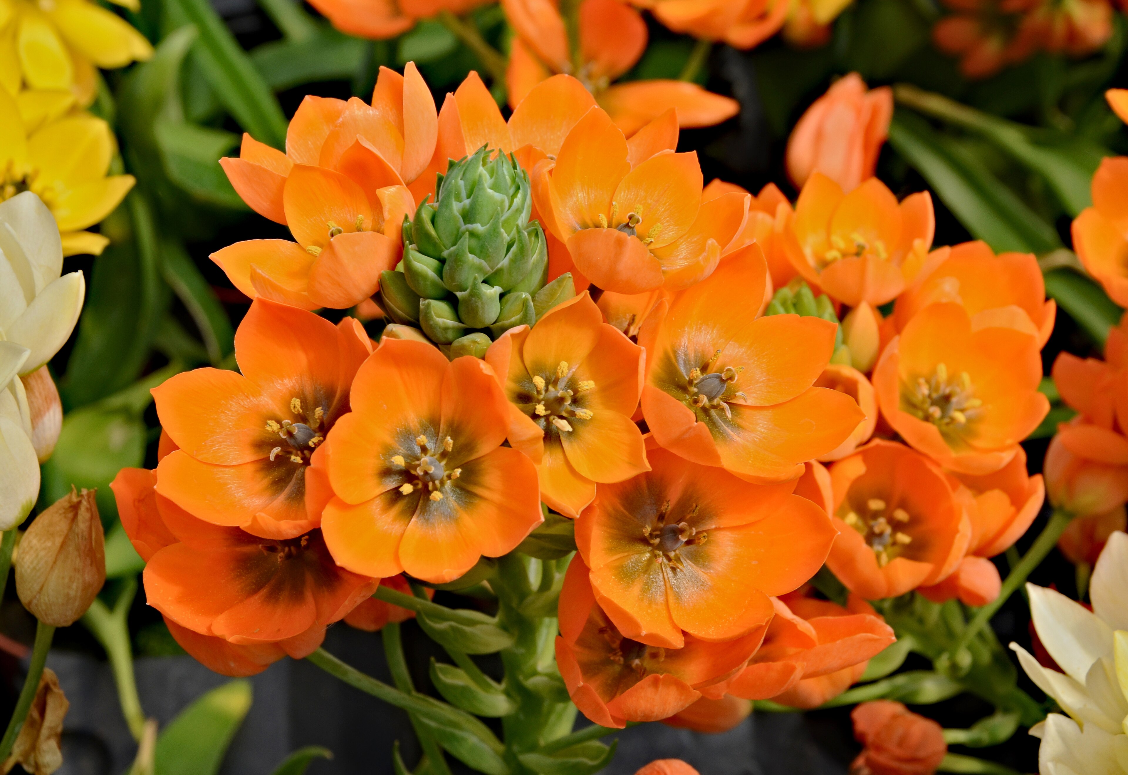 Ornithogalum