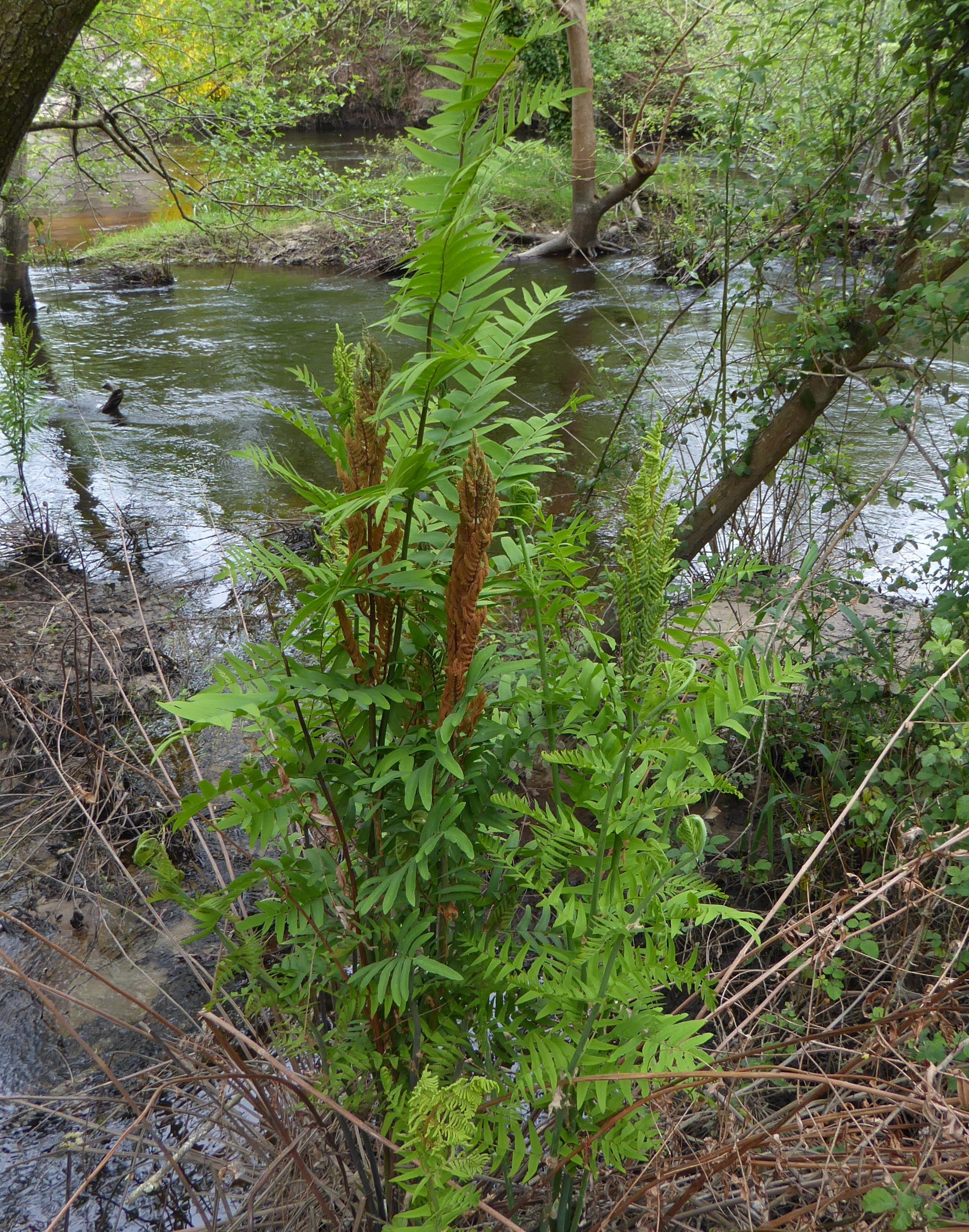 Osmunda