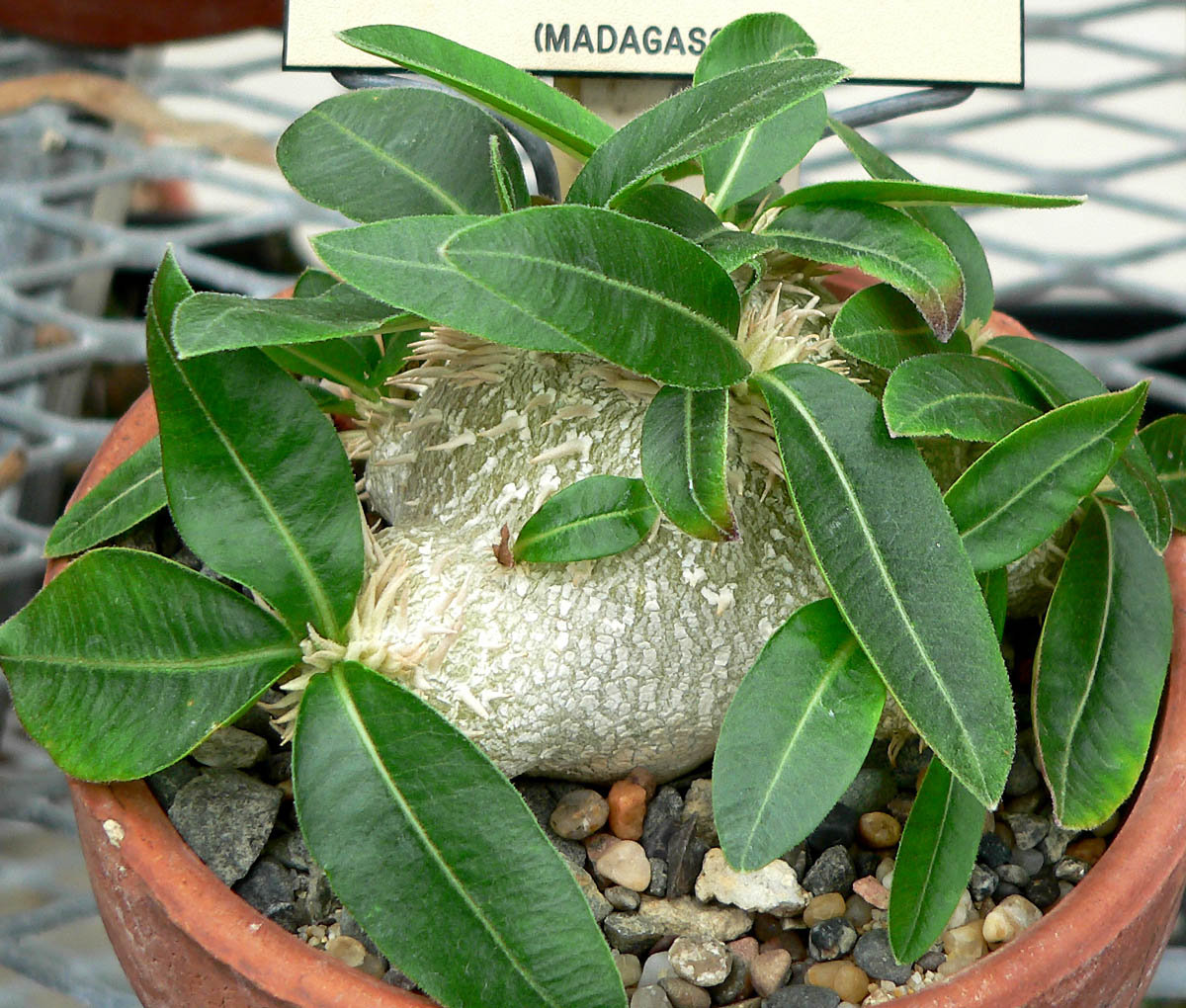 Pachypodium