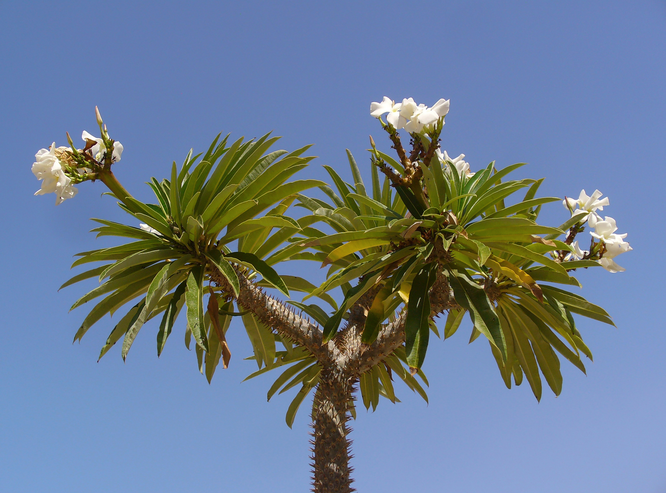 Pachypodium