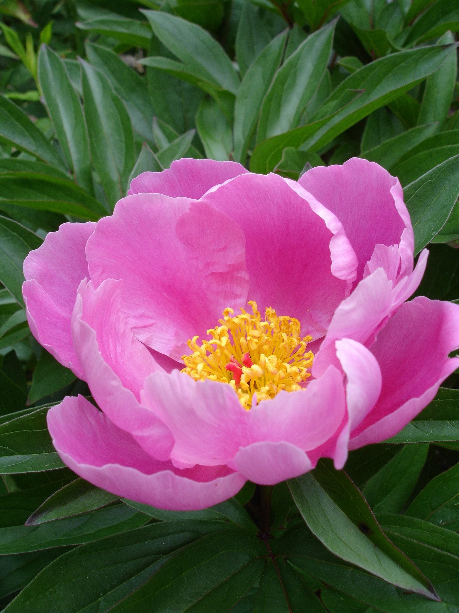Paeonia