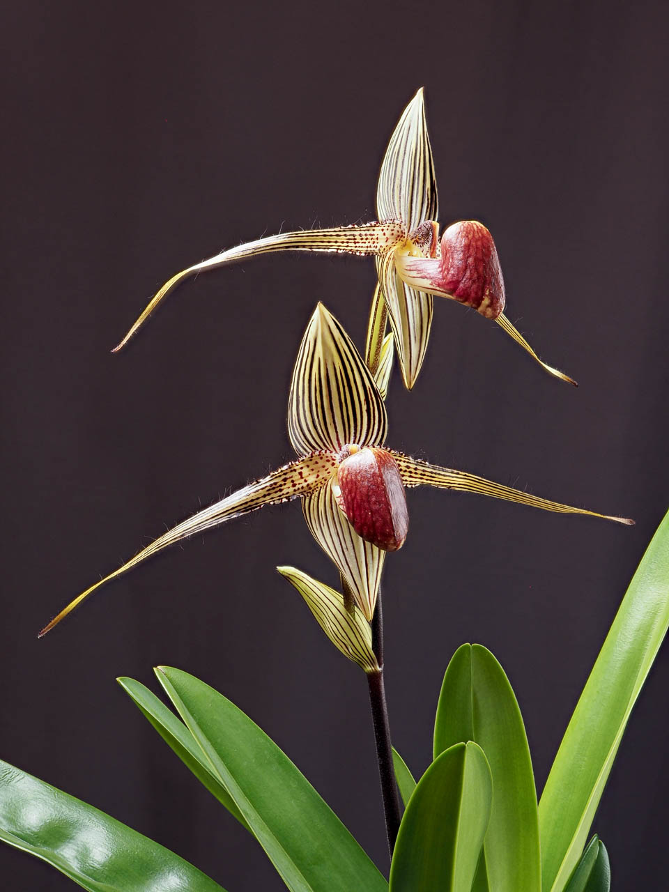 Paphiopedilum