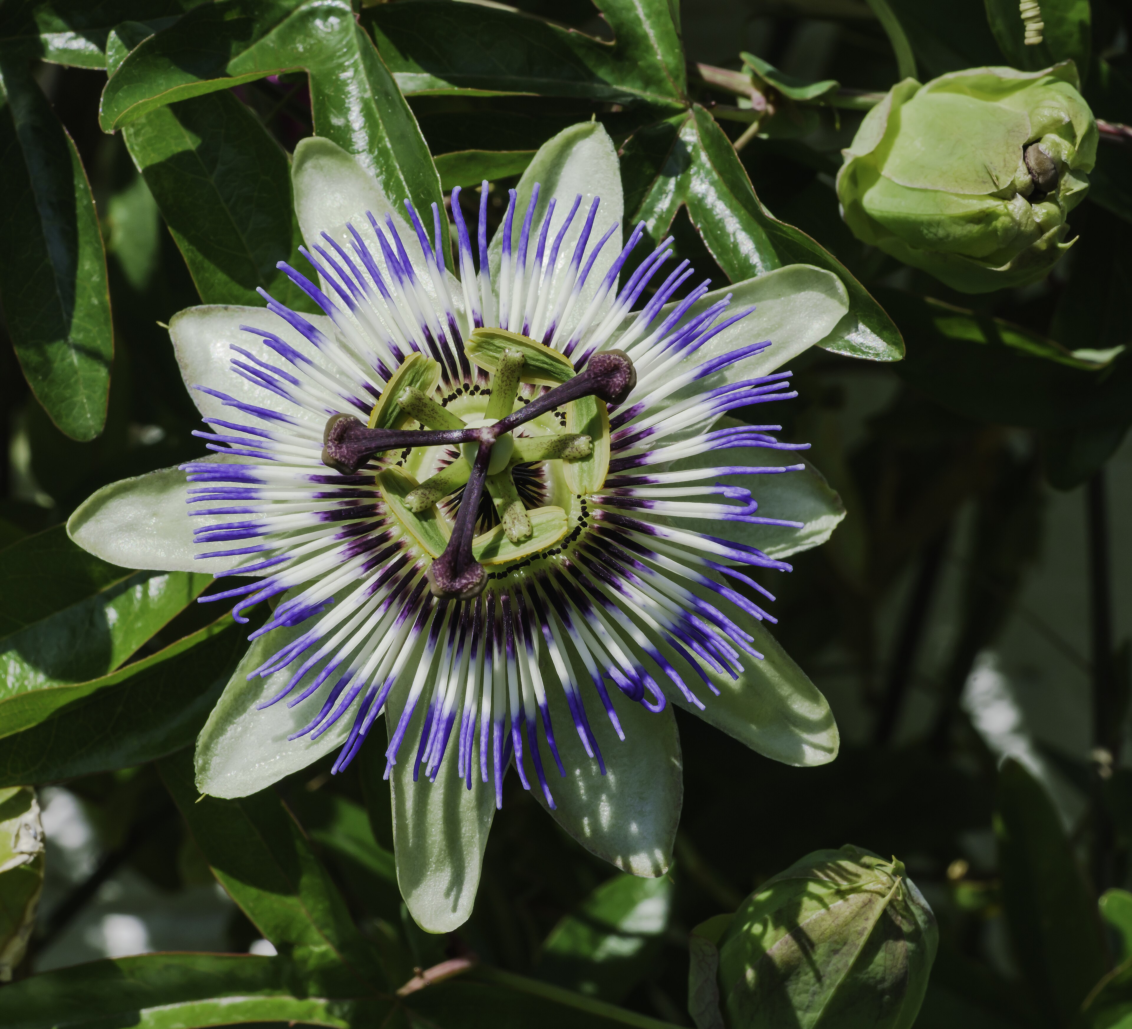 Passiflora