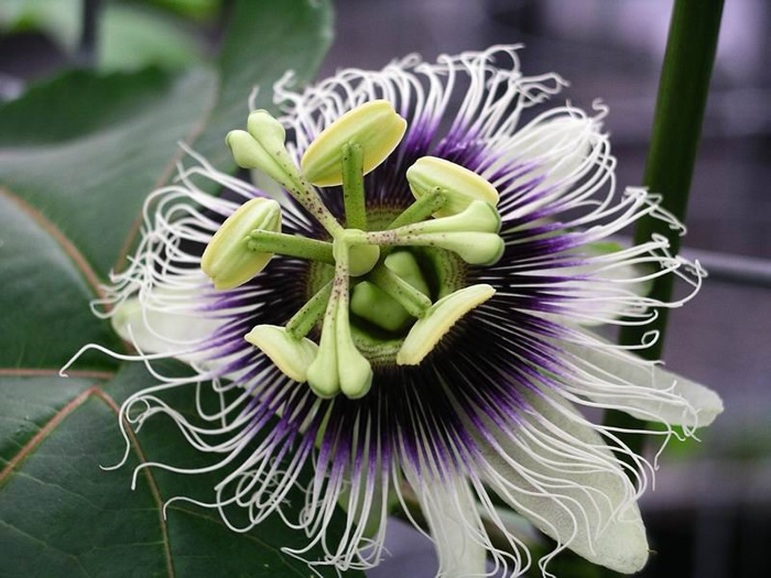 Passiflora