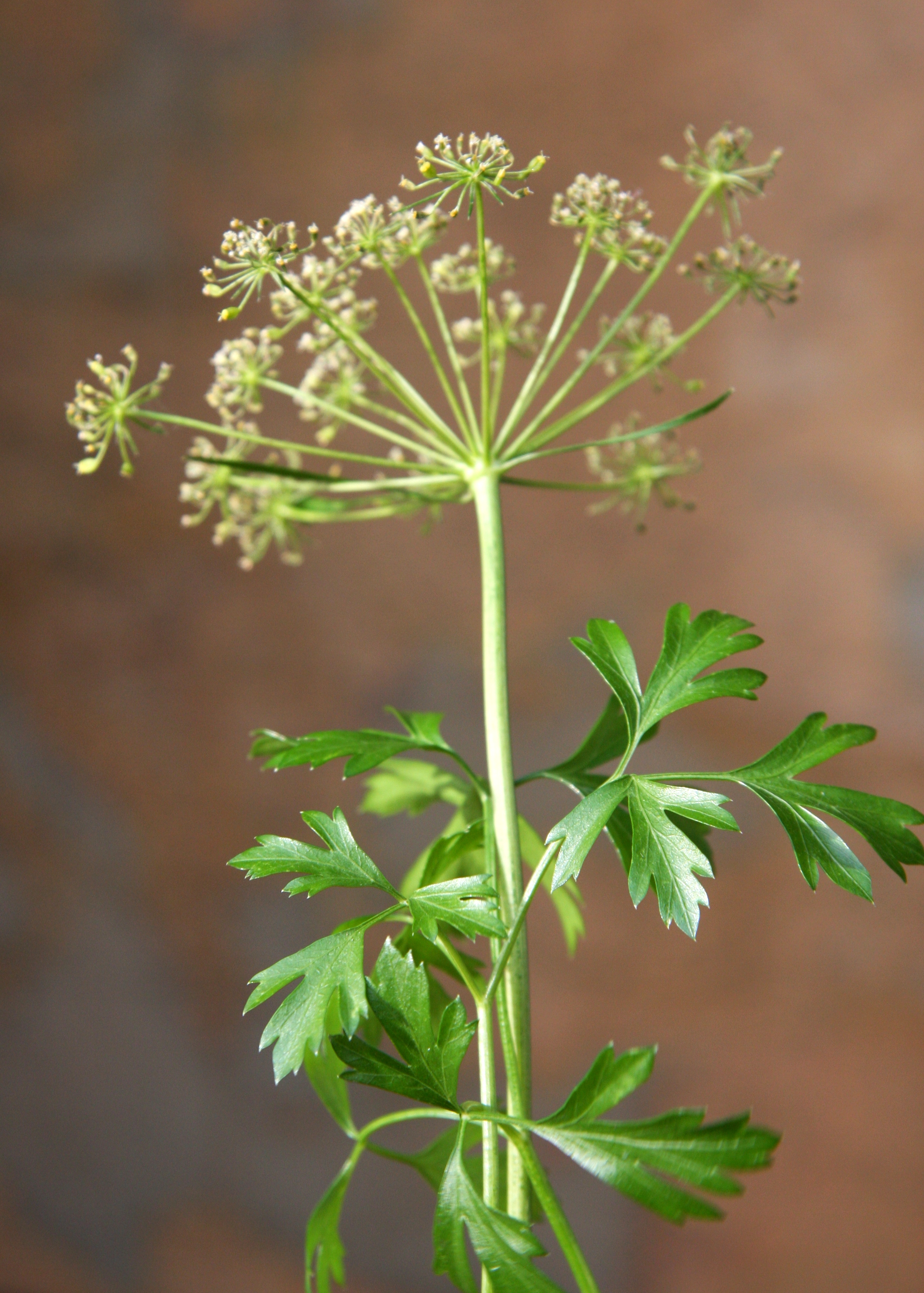 Petroselinum