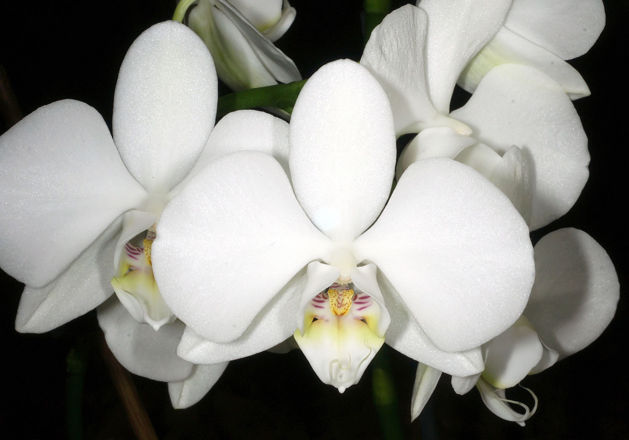 Phalaenopsis