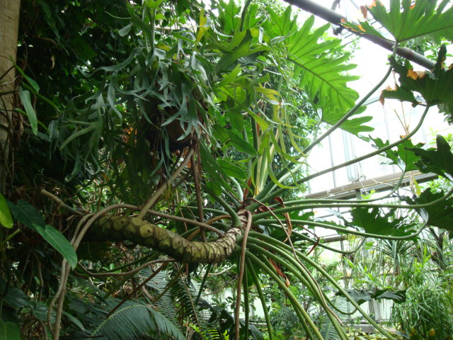 Philodendron