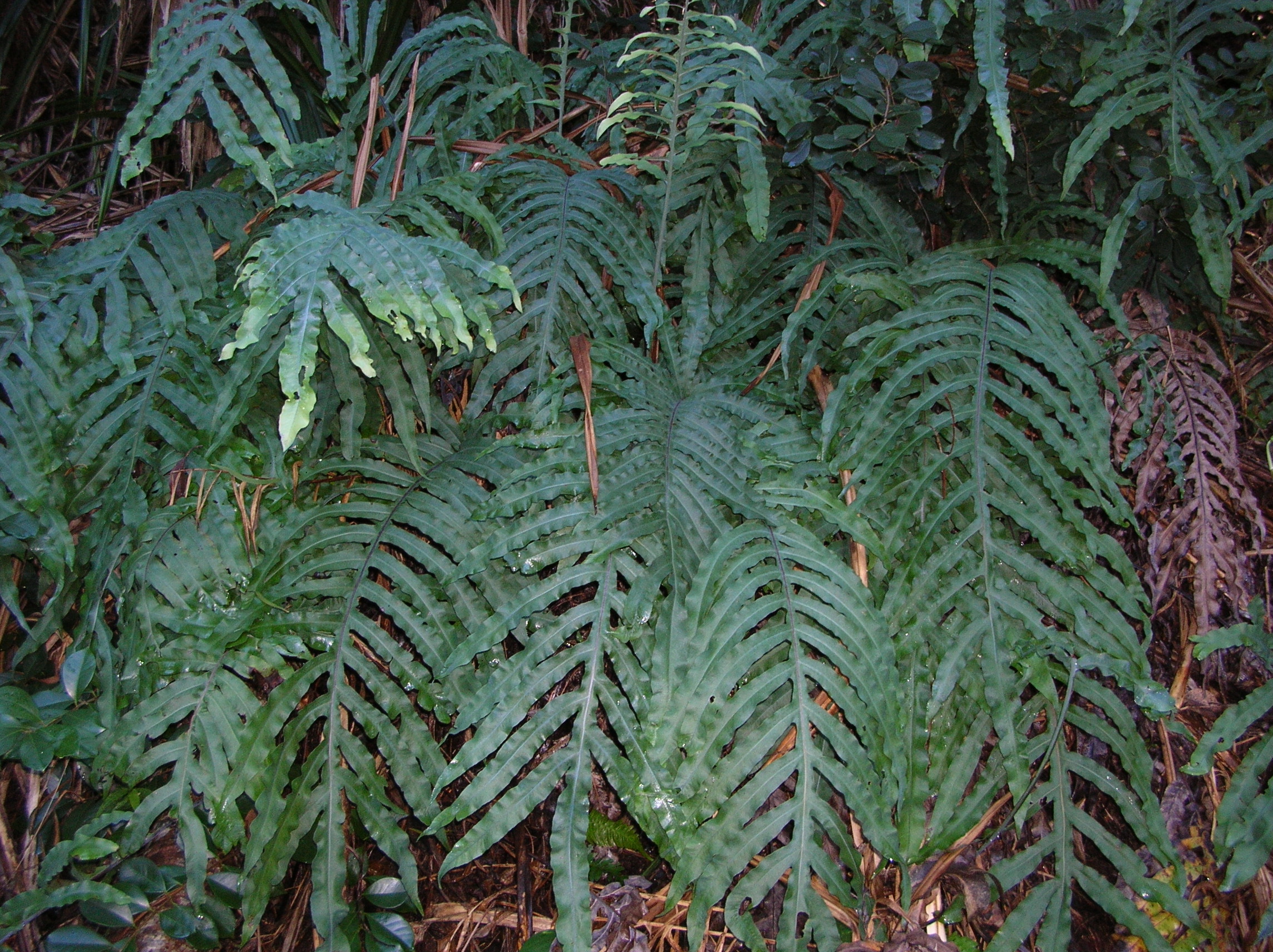 Phlebodium