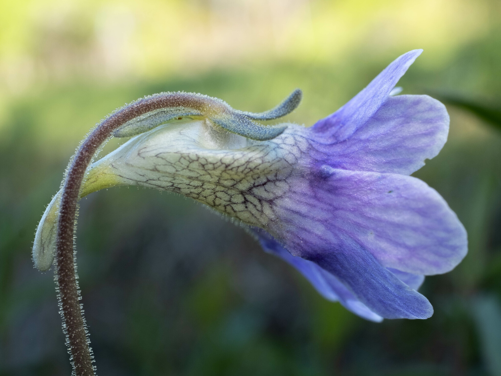 Pinguicula caerulea
