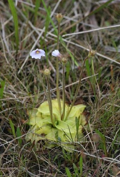 Pinguicula ionantha
