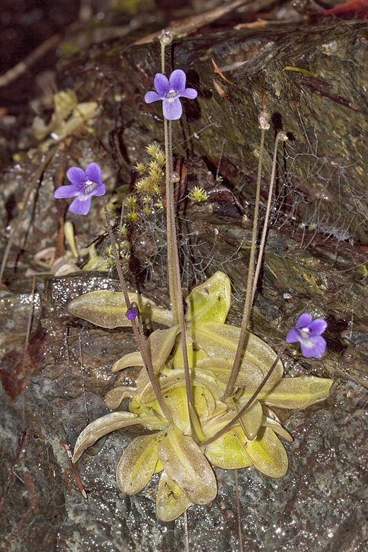 Pinguicula macroceras