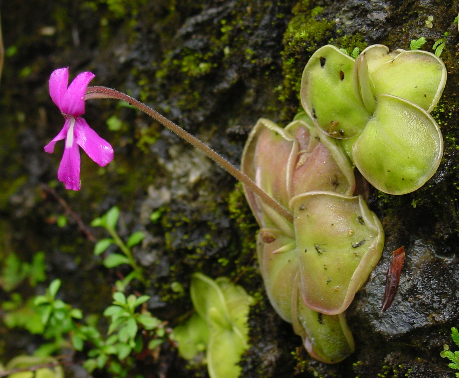 Pinguicula potosiensis