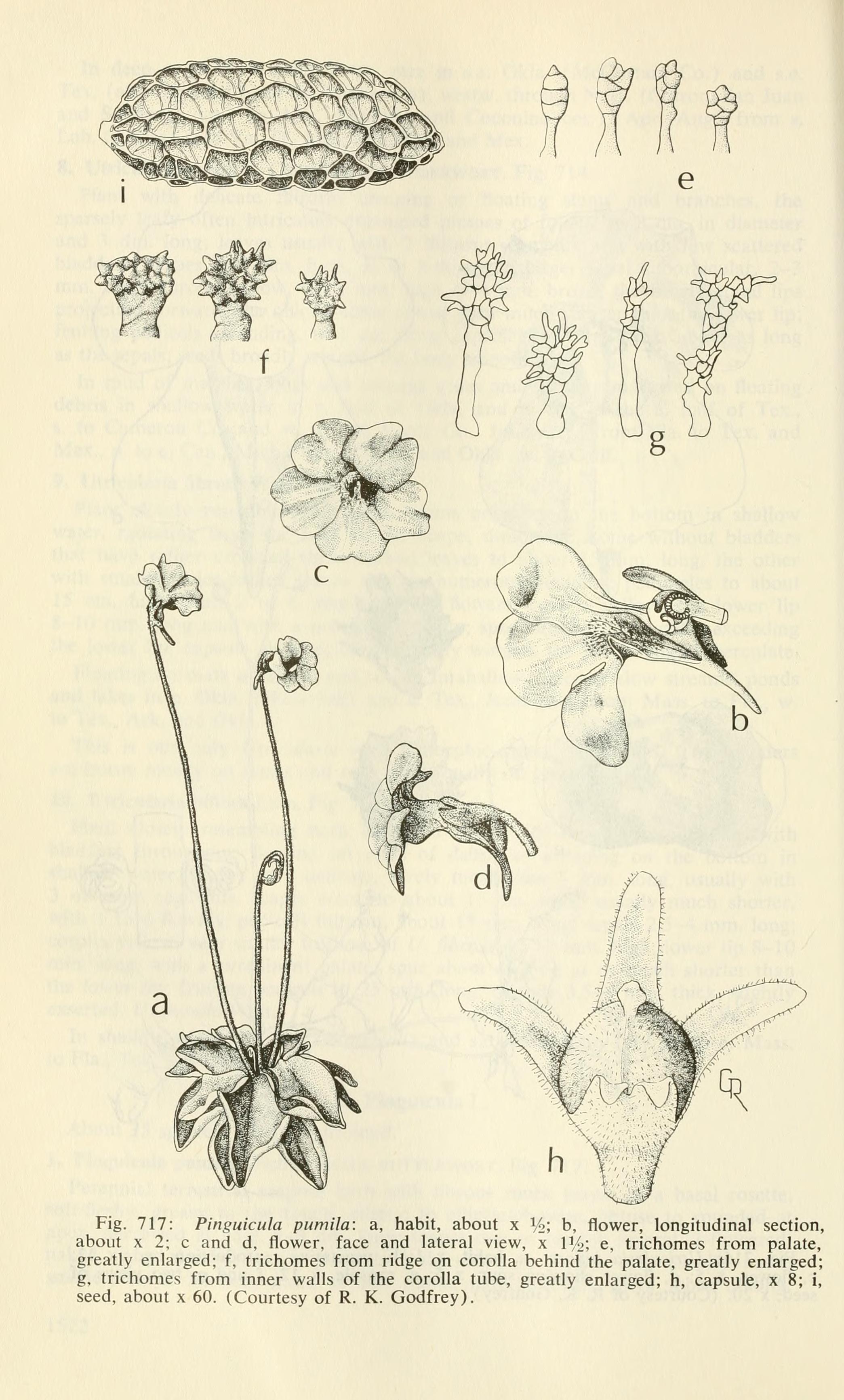Pinguicula pumila