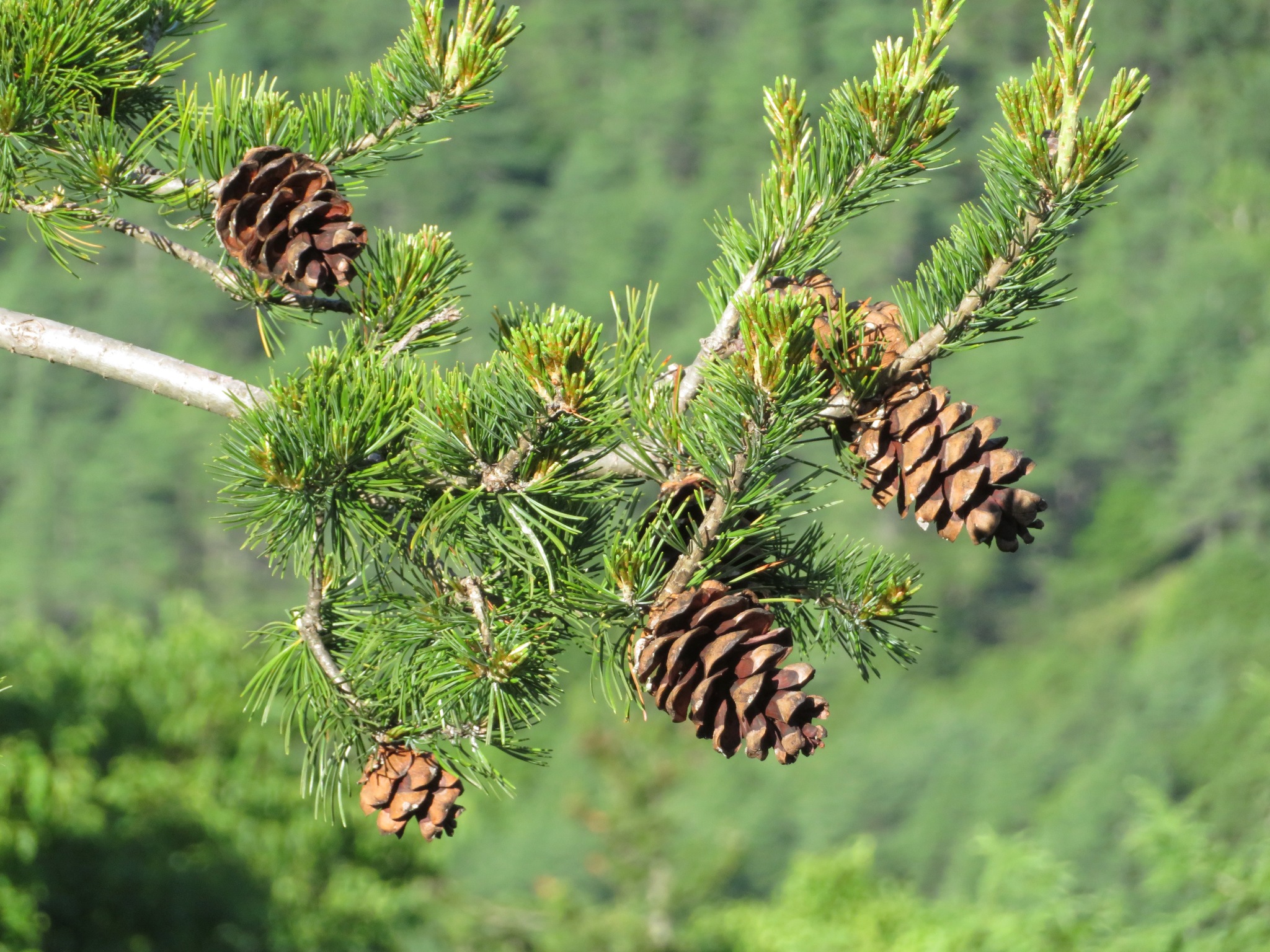 Pinus