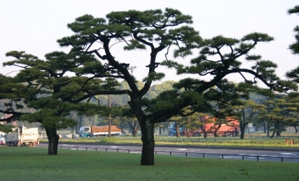 Pinus