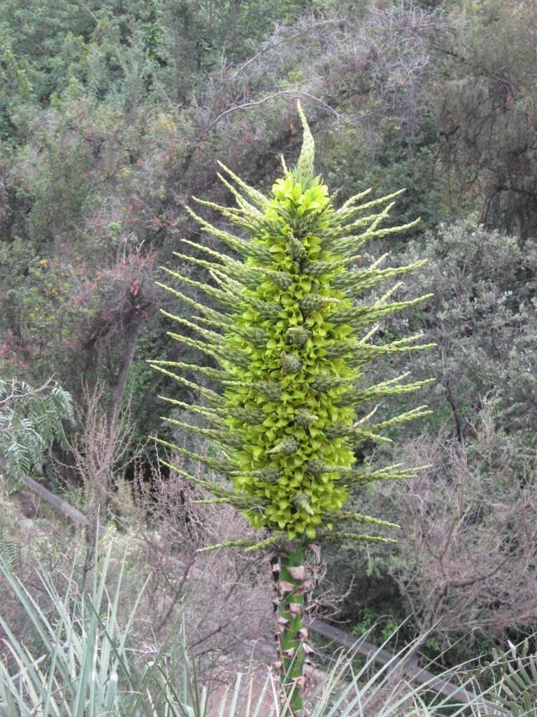 Puya