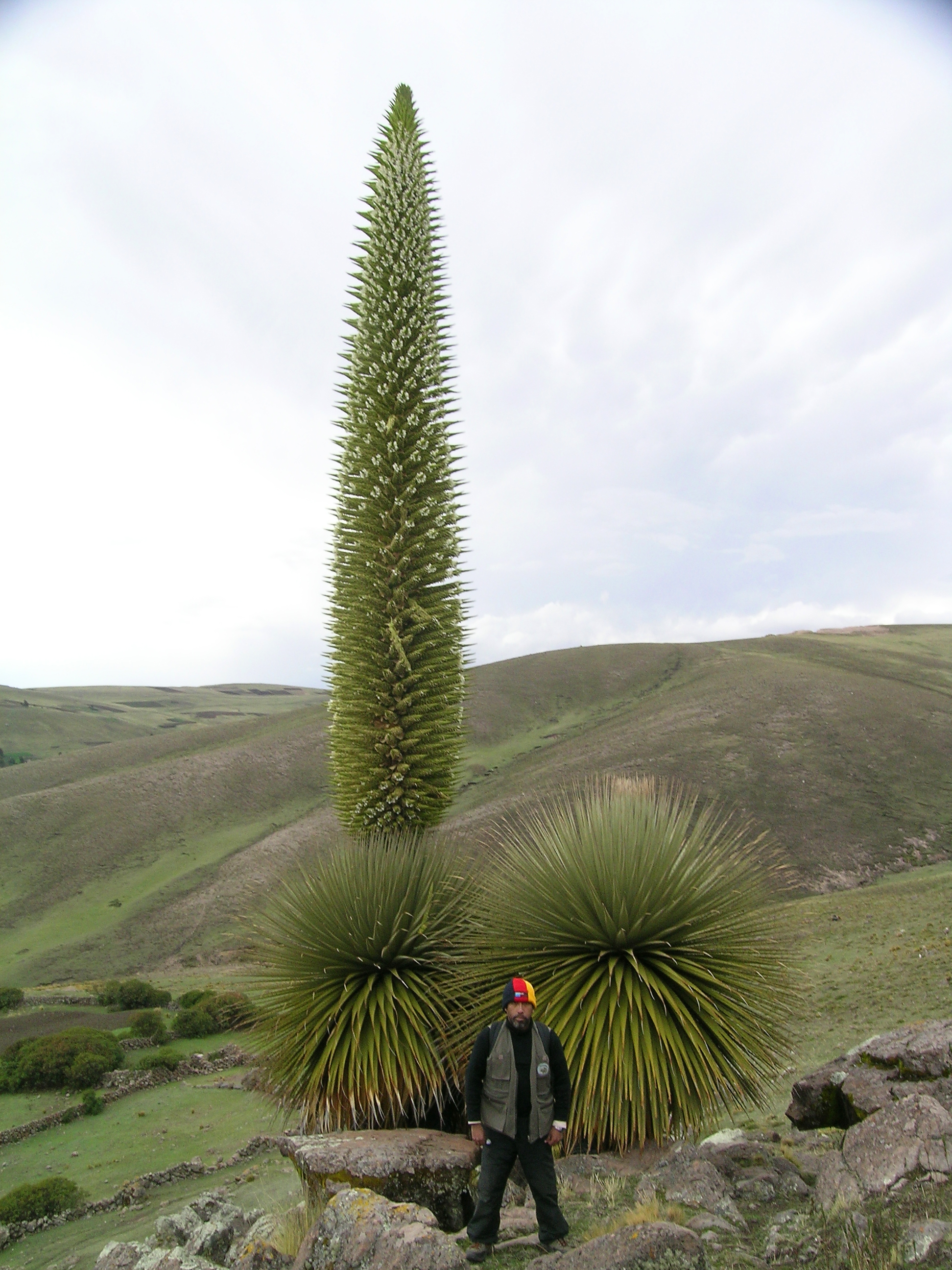 Puya