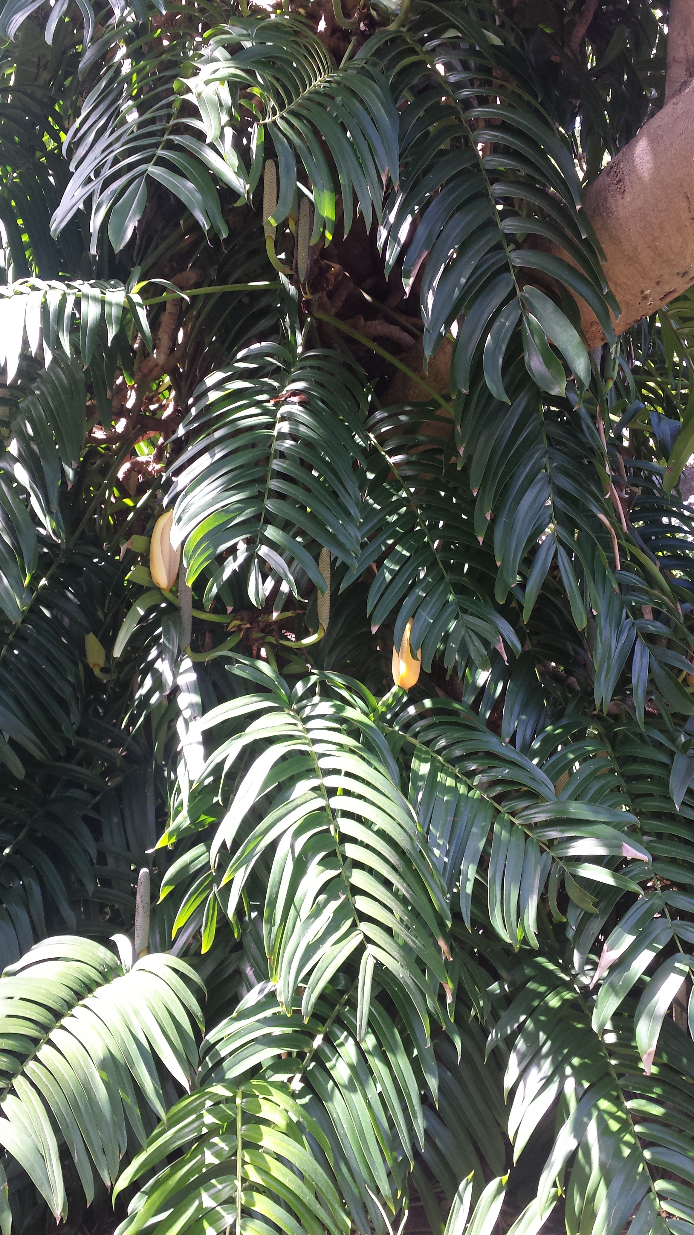 Rhaphidophora