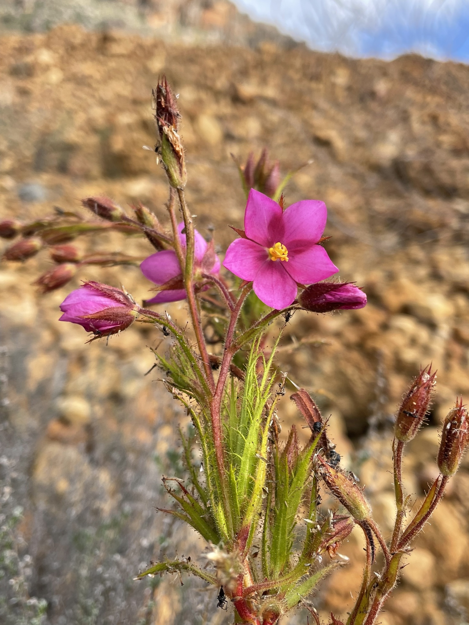 Roridula