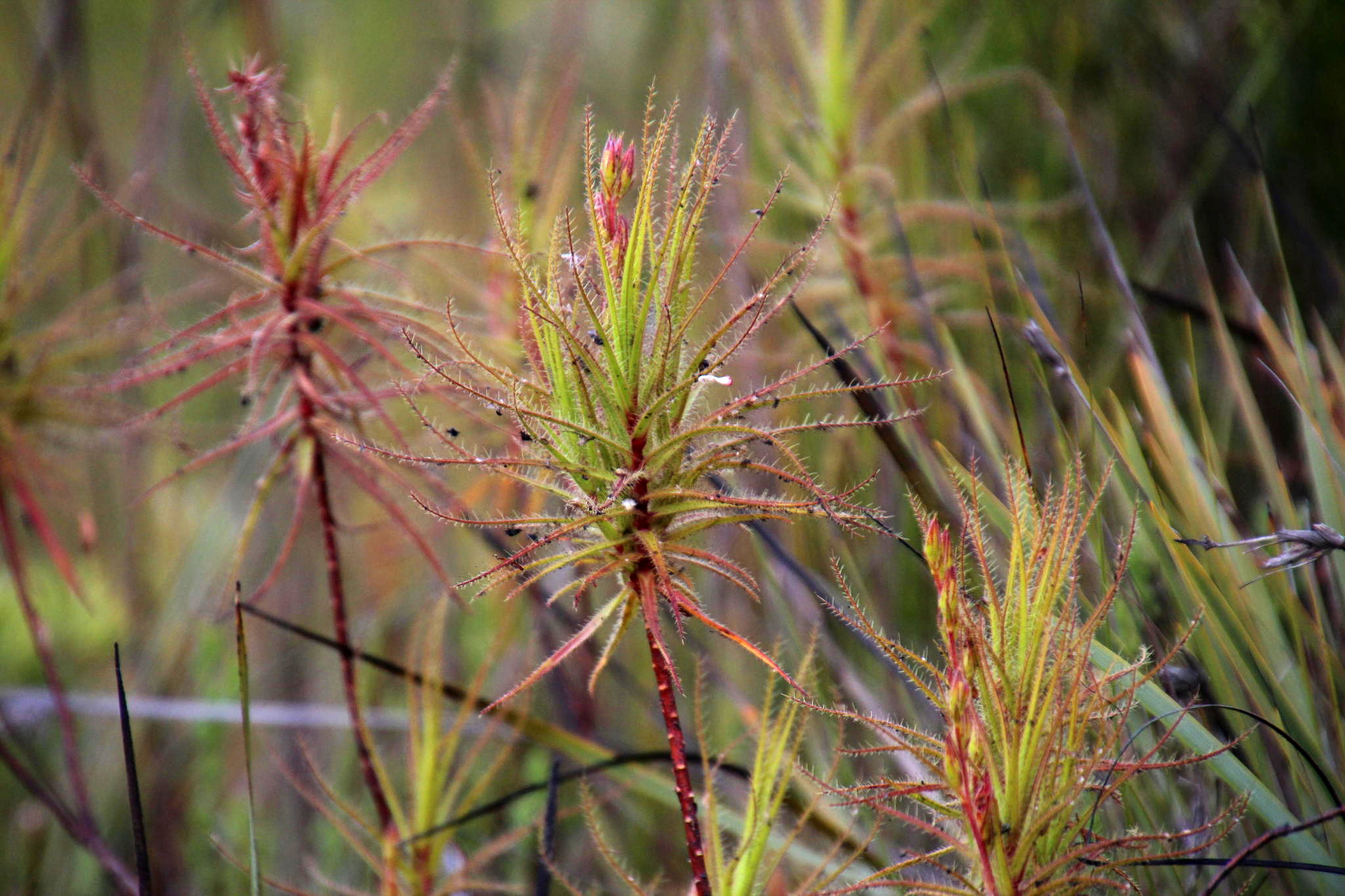 Roridula