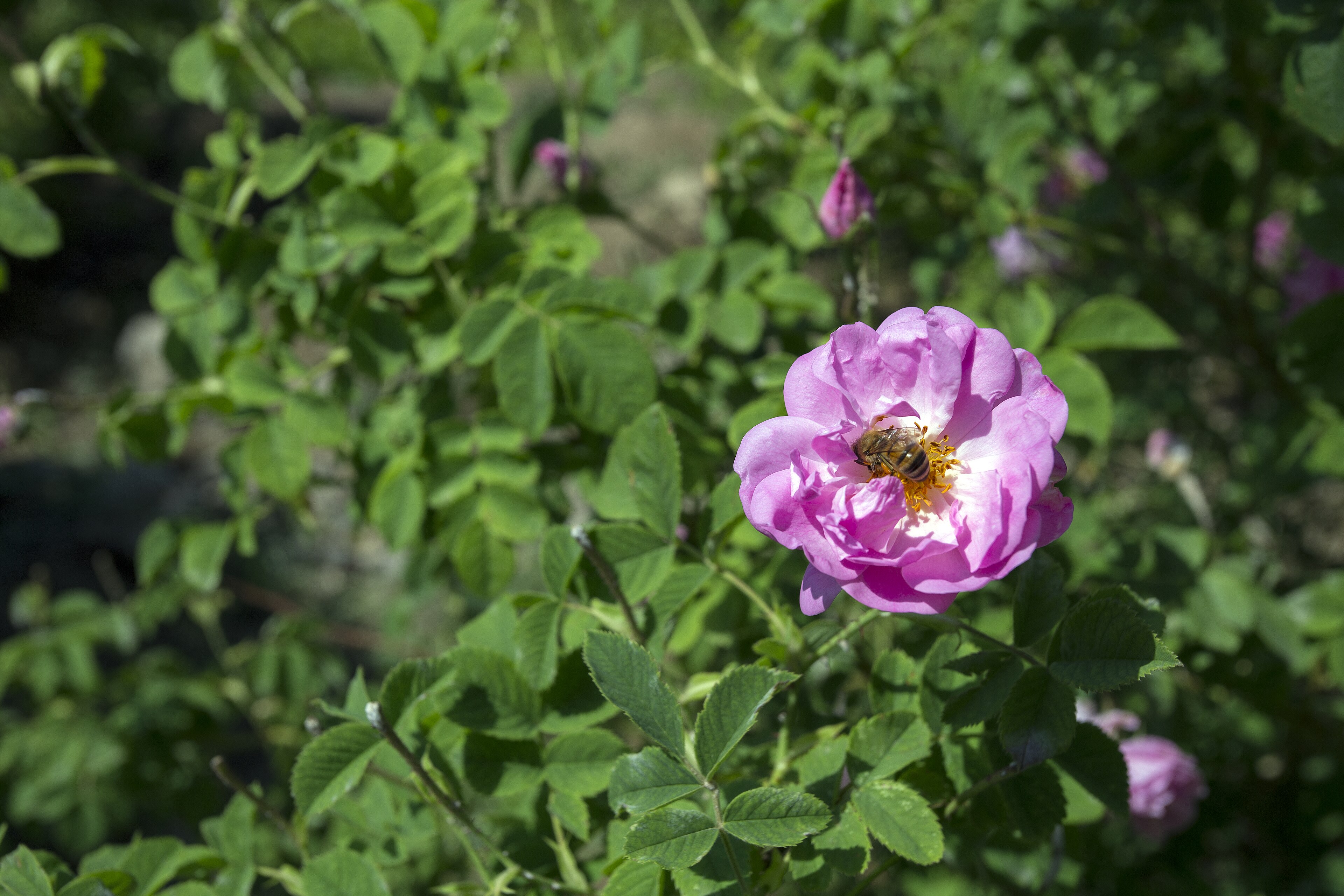 Rosa