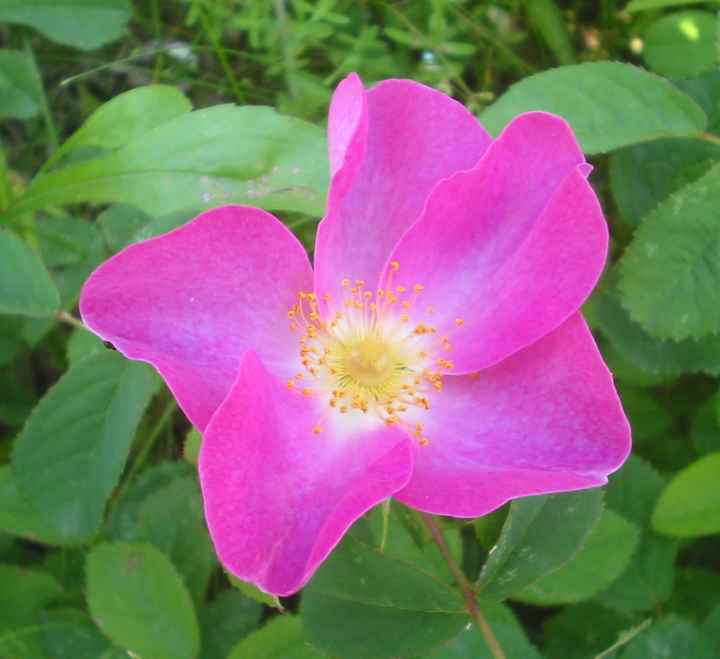 Rosa