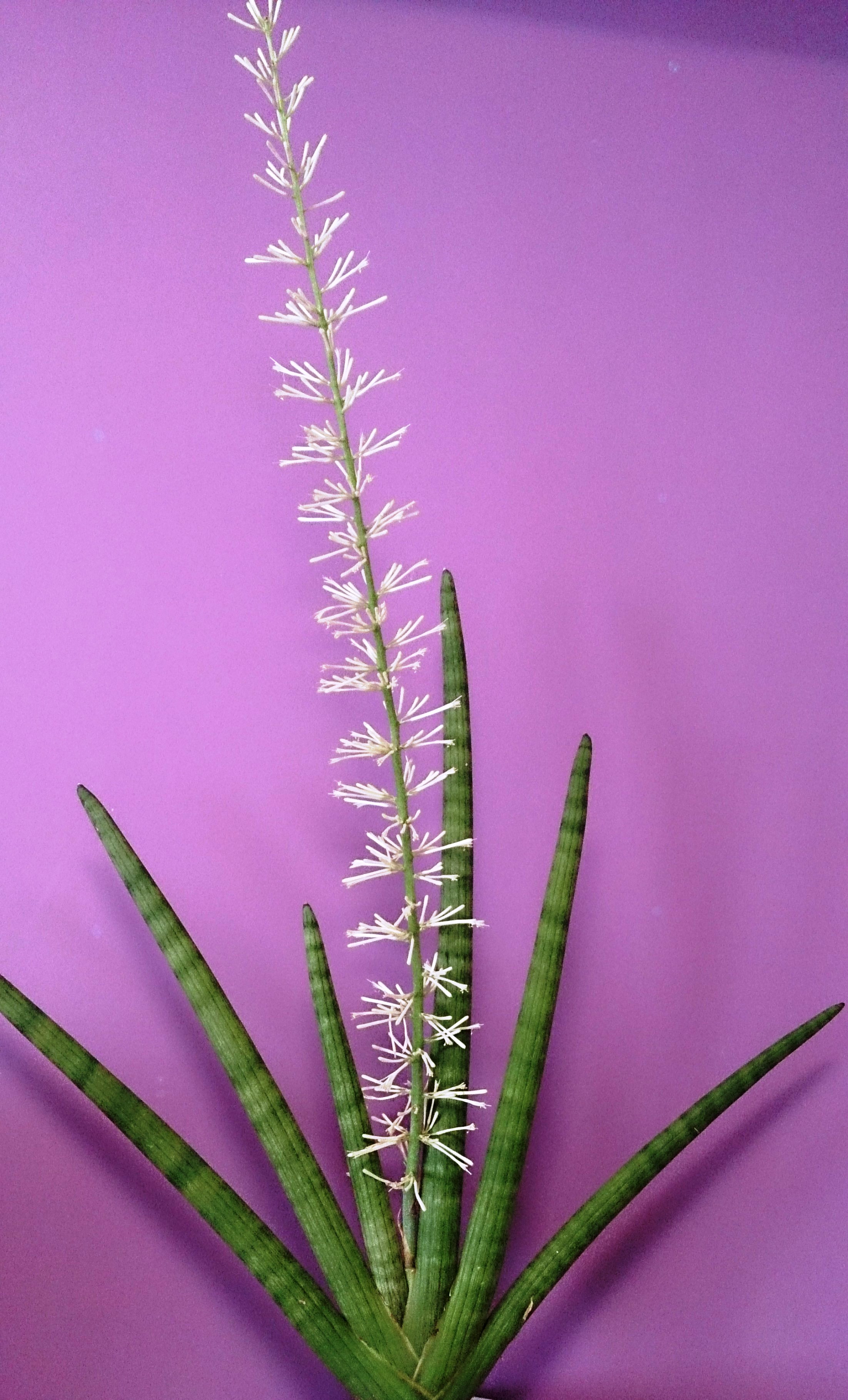 Sansevieria