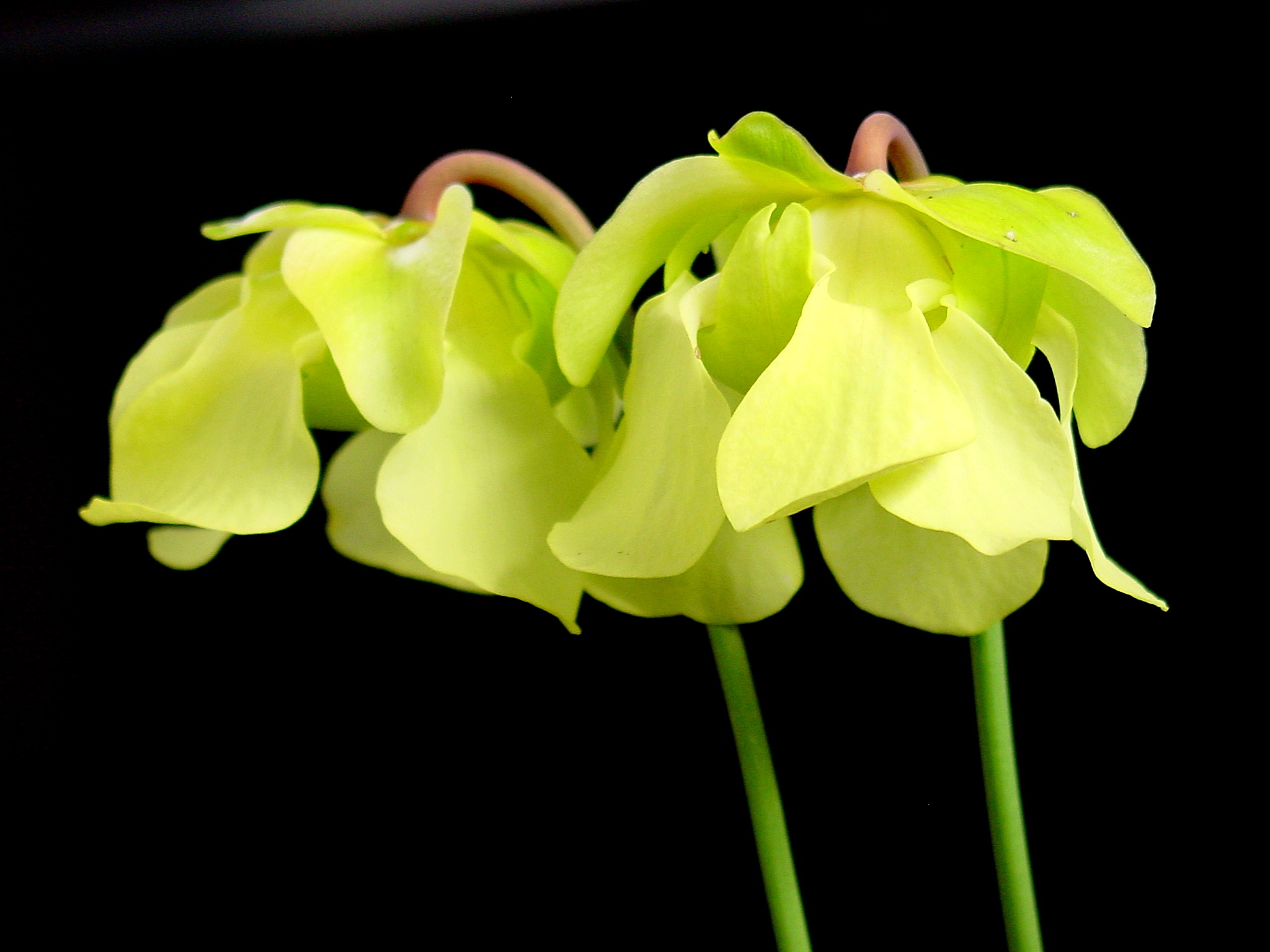 Sarracenia