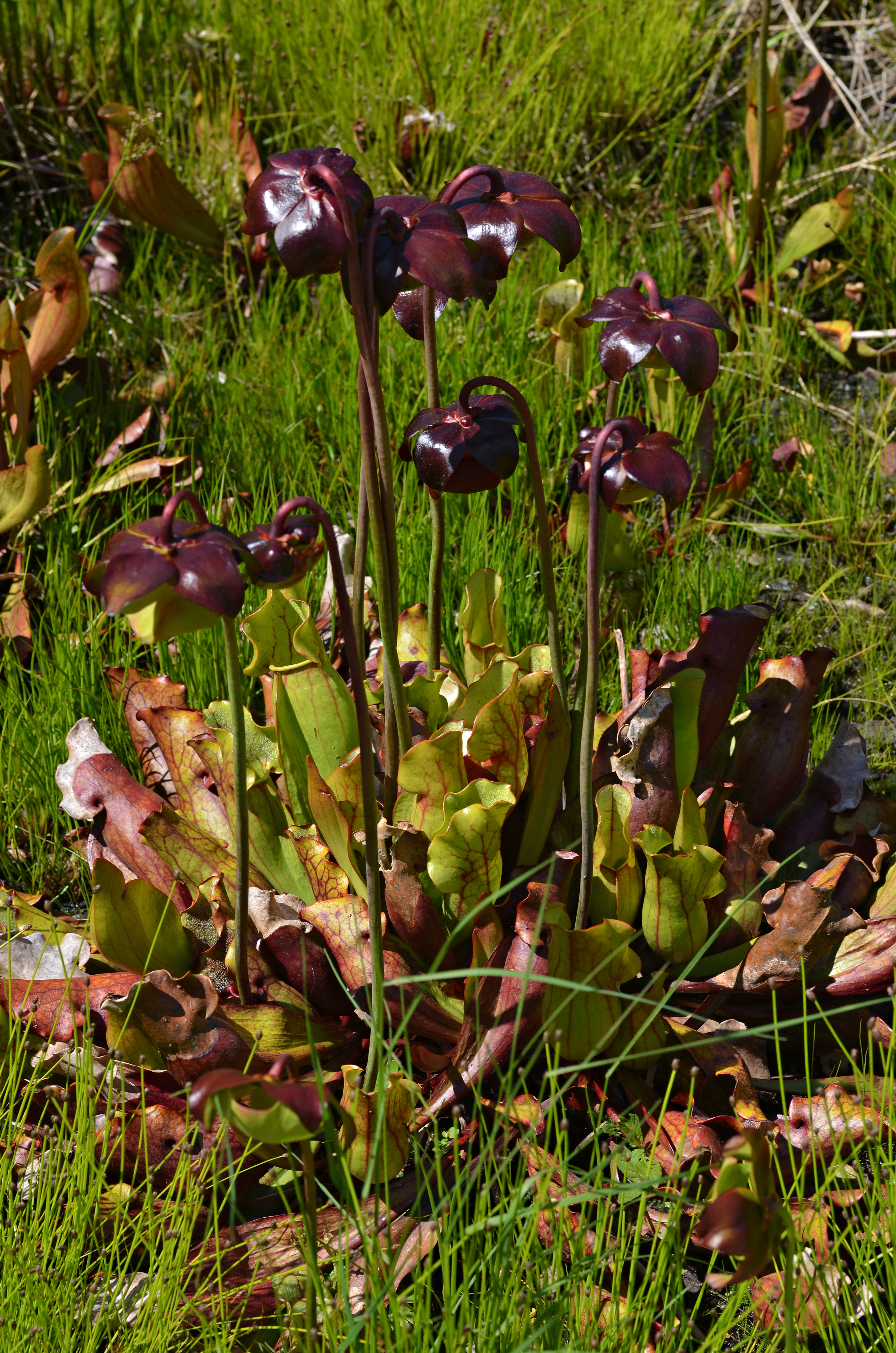 Sarracenia