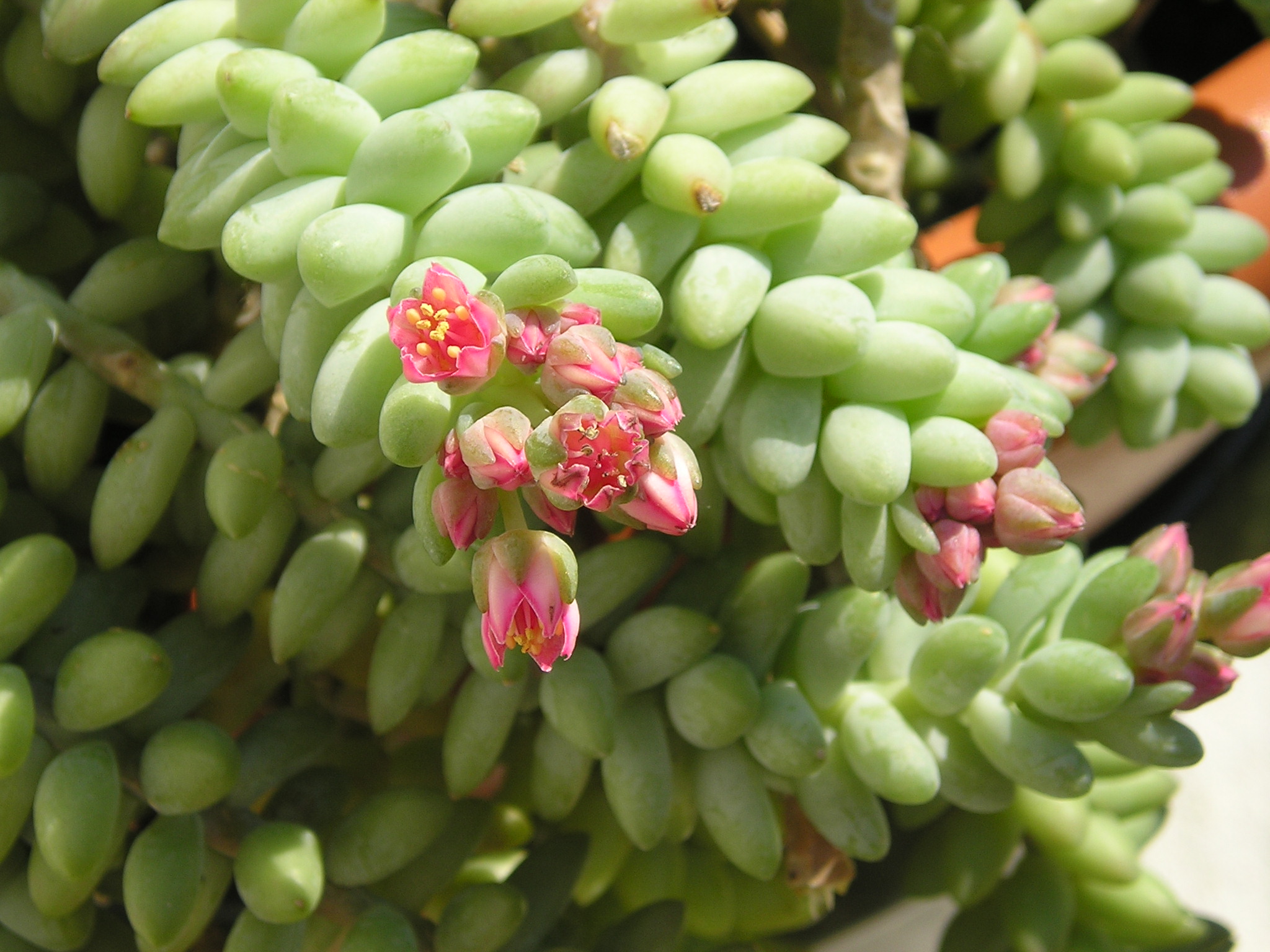 Sedum