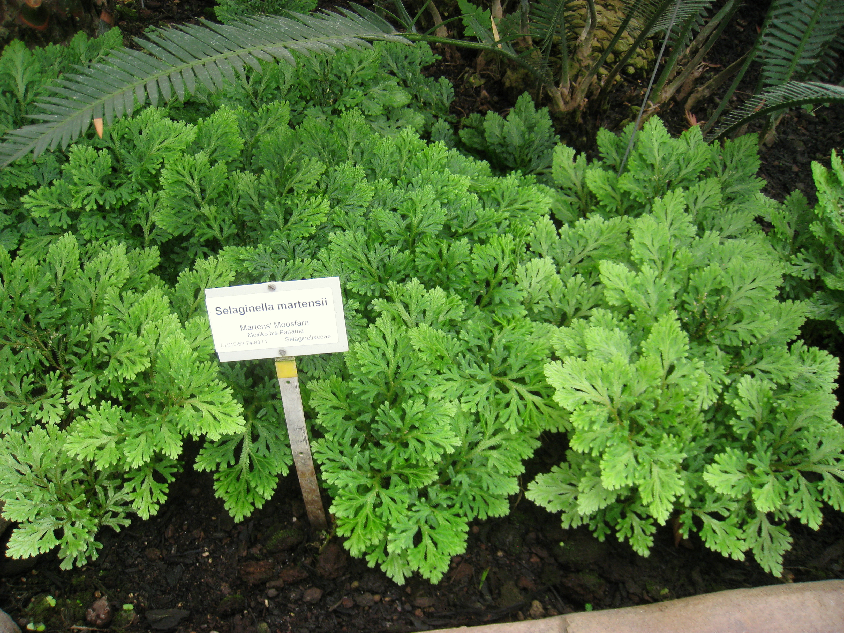 Selaginella