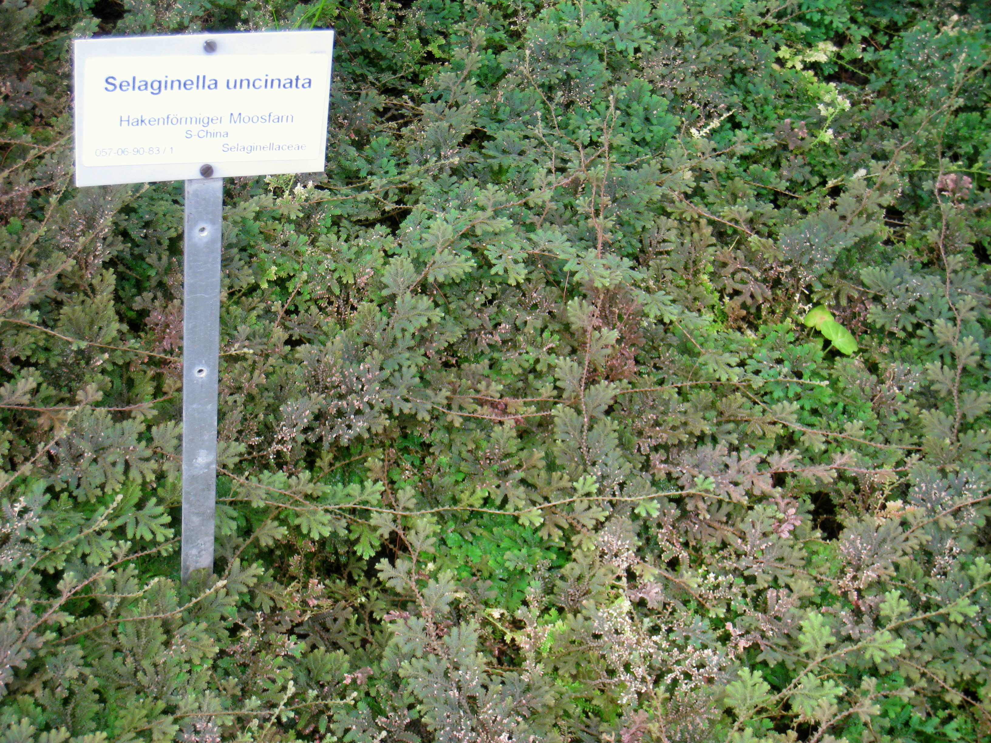 Selaginella
