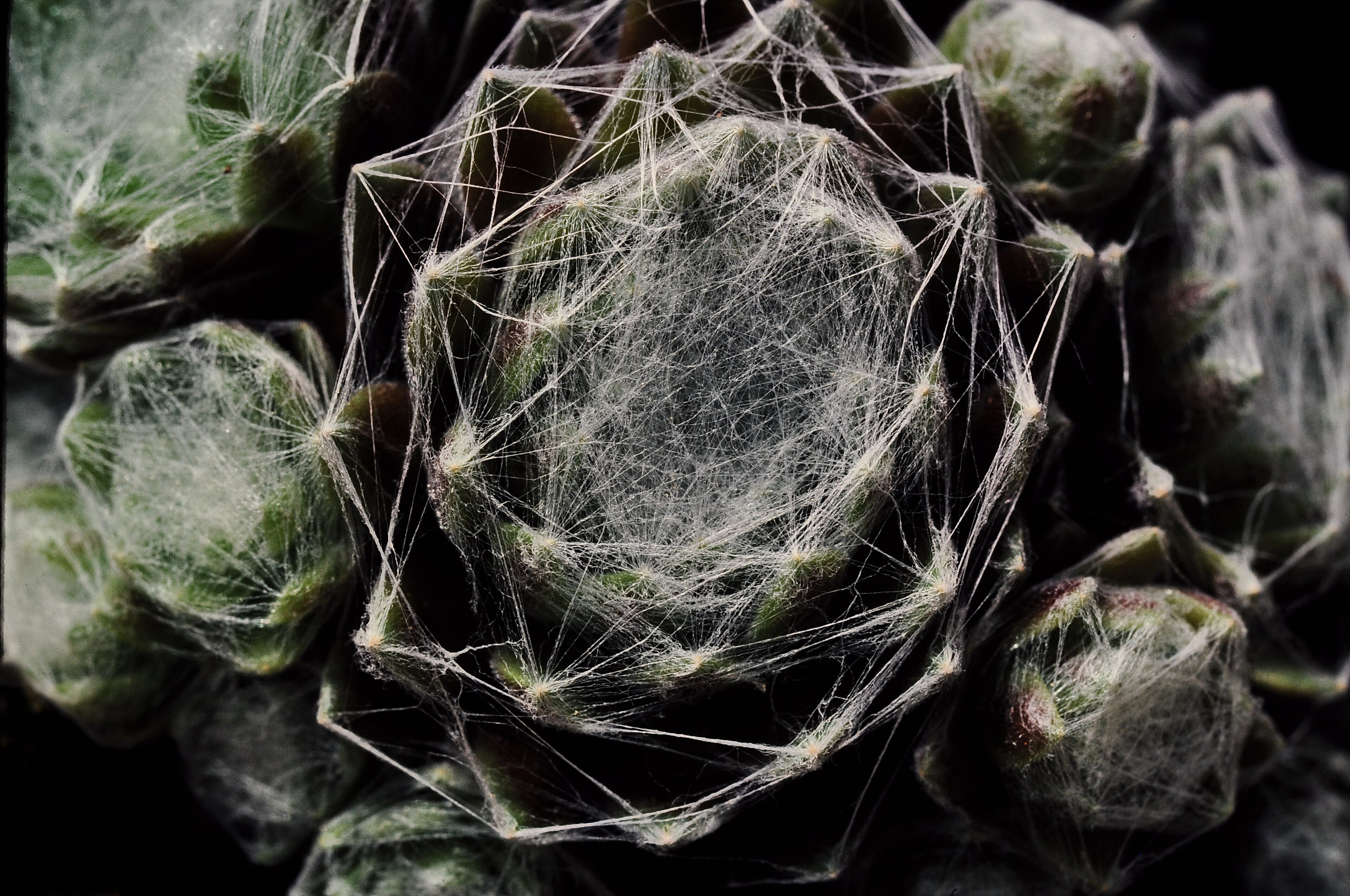 Sempervivum