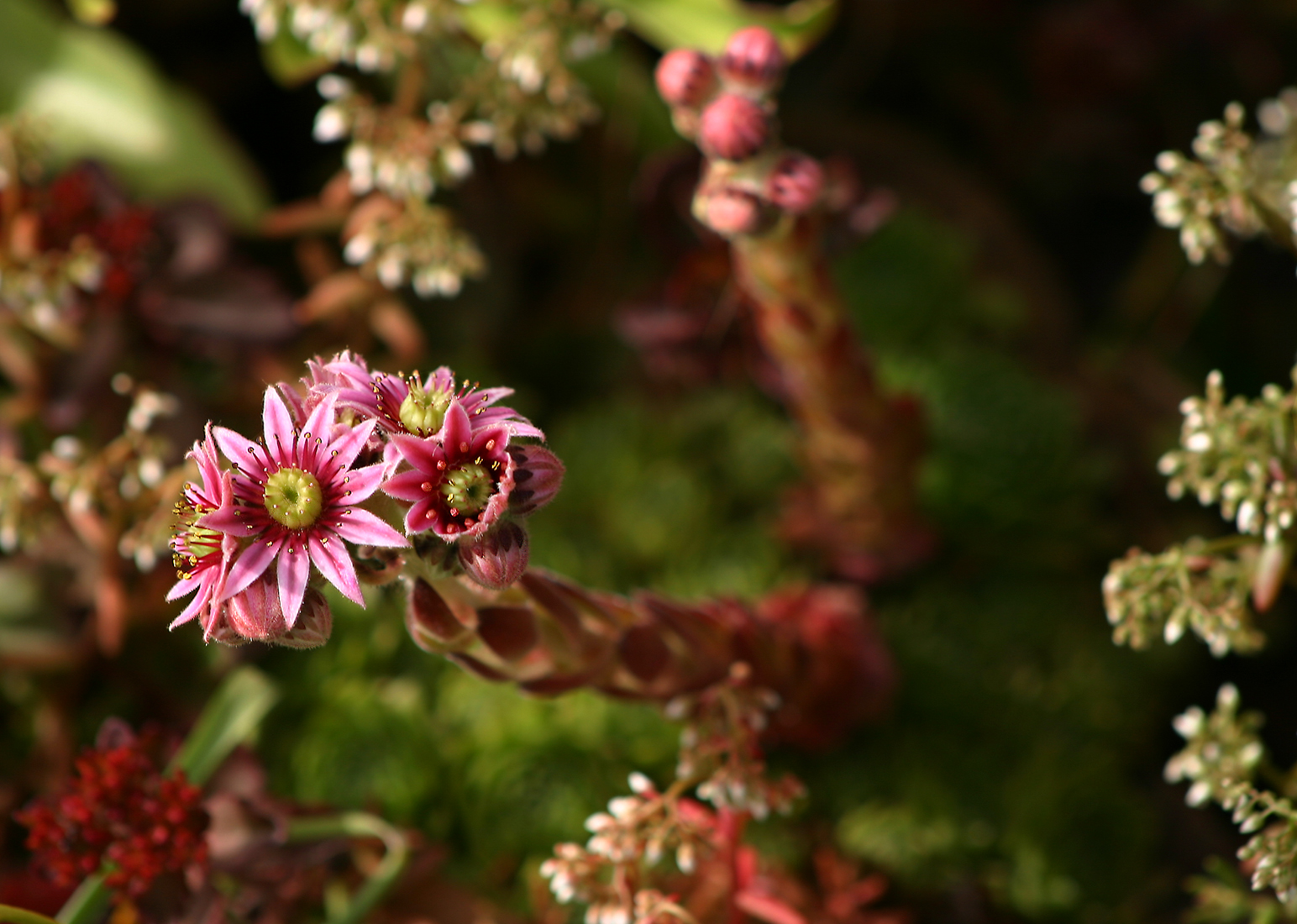 Sempervivum