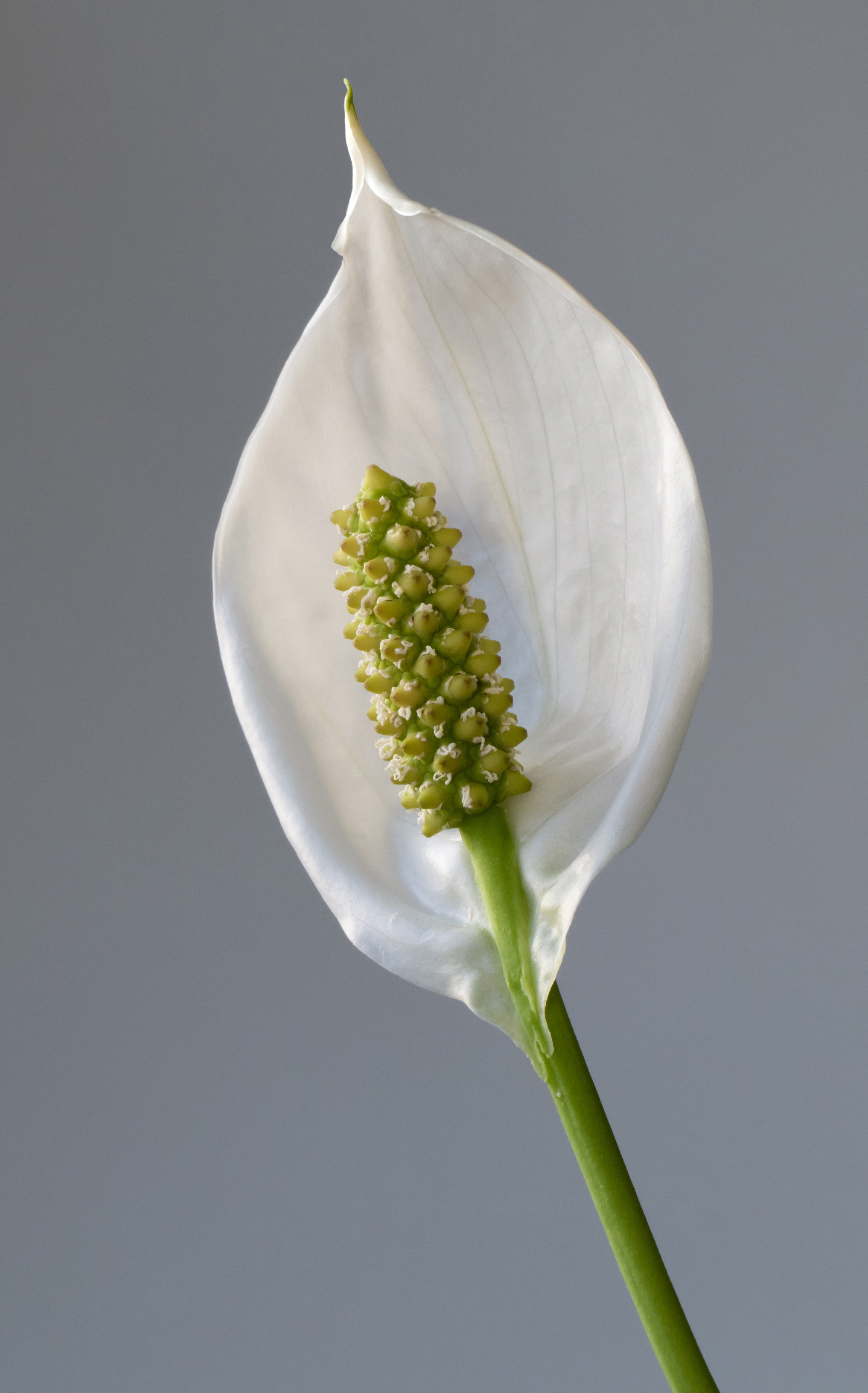 Spathiphyllum