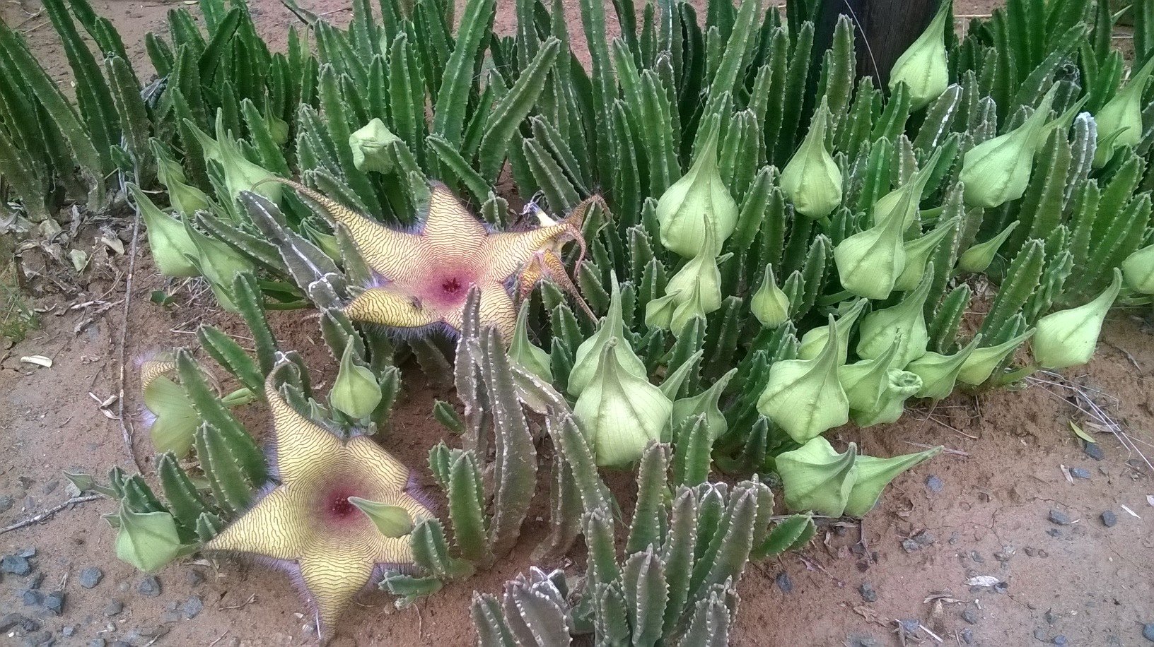 Stapelia