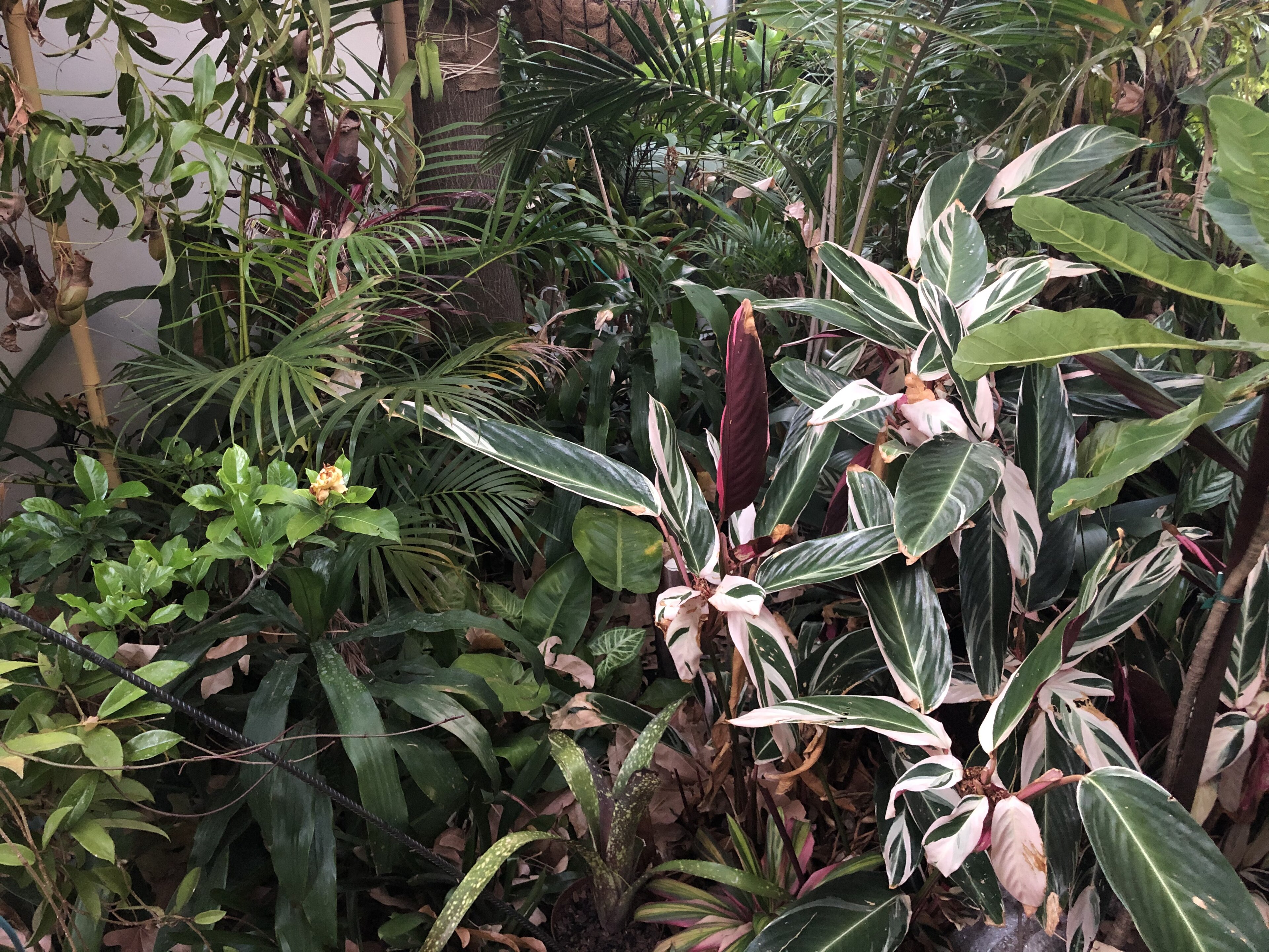 Stromanthe