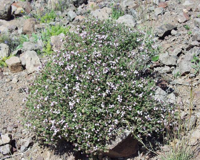 Thymus