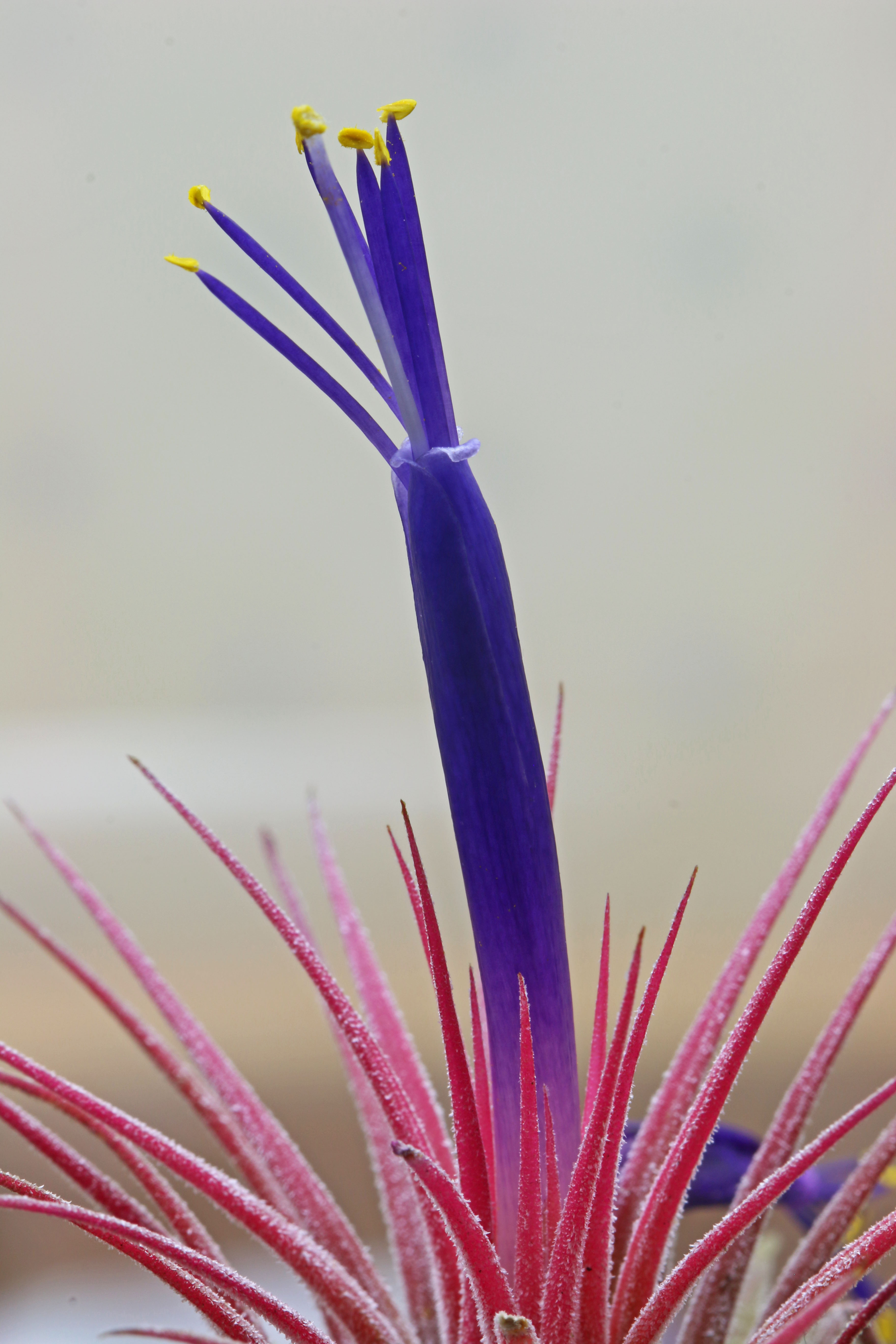 Tillandsia