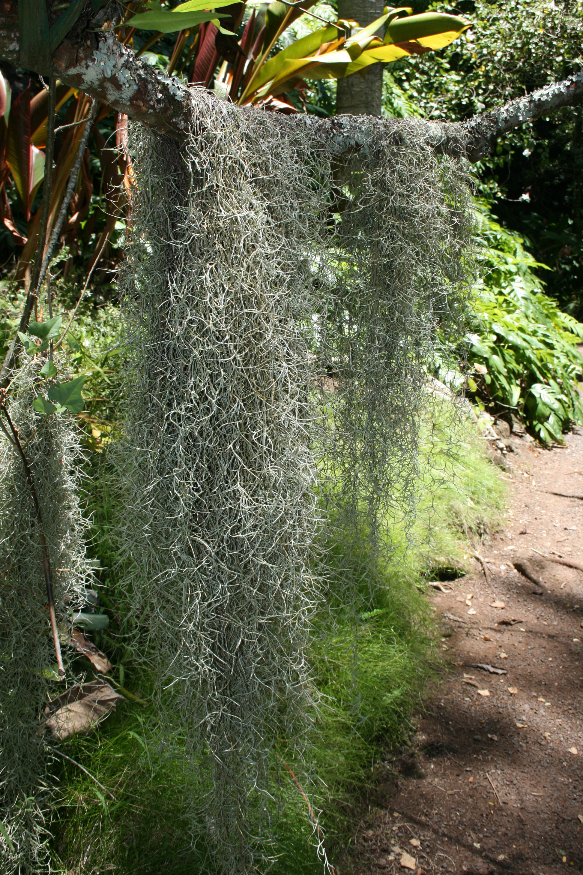 Tillandsia