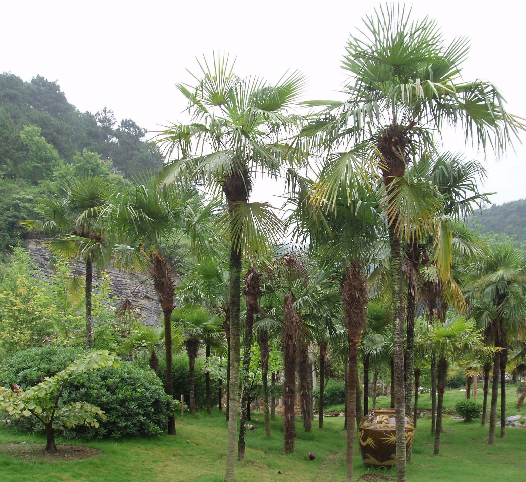 Trachycarpus