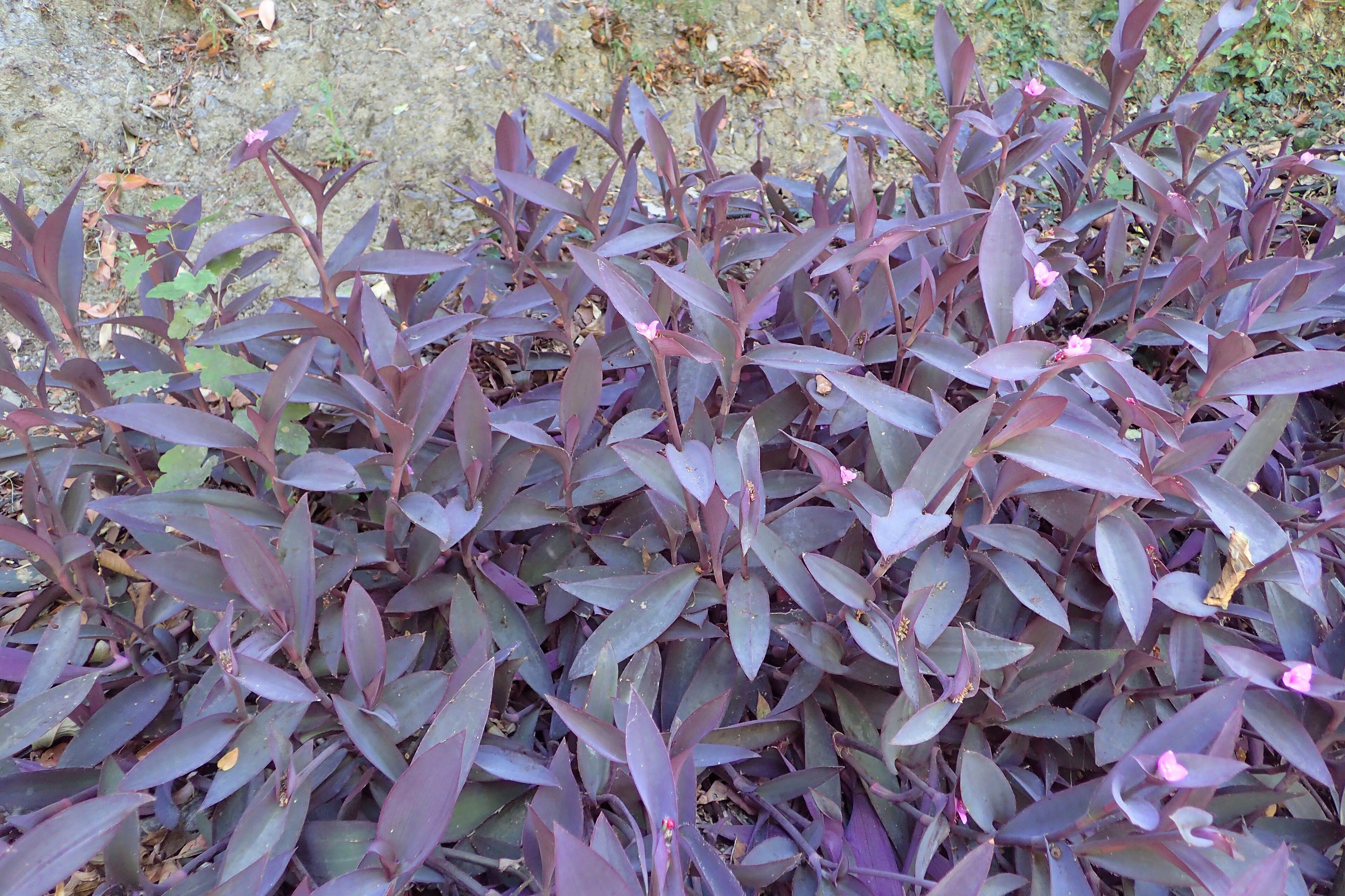 Tradescantia