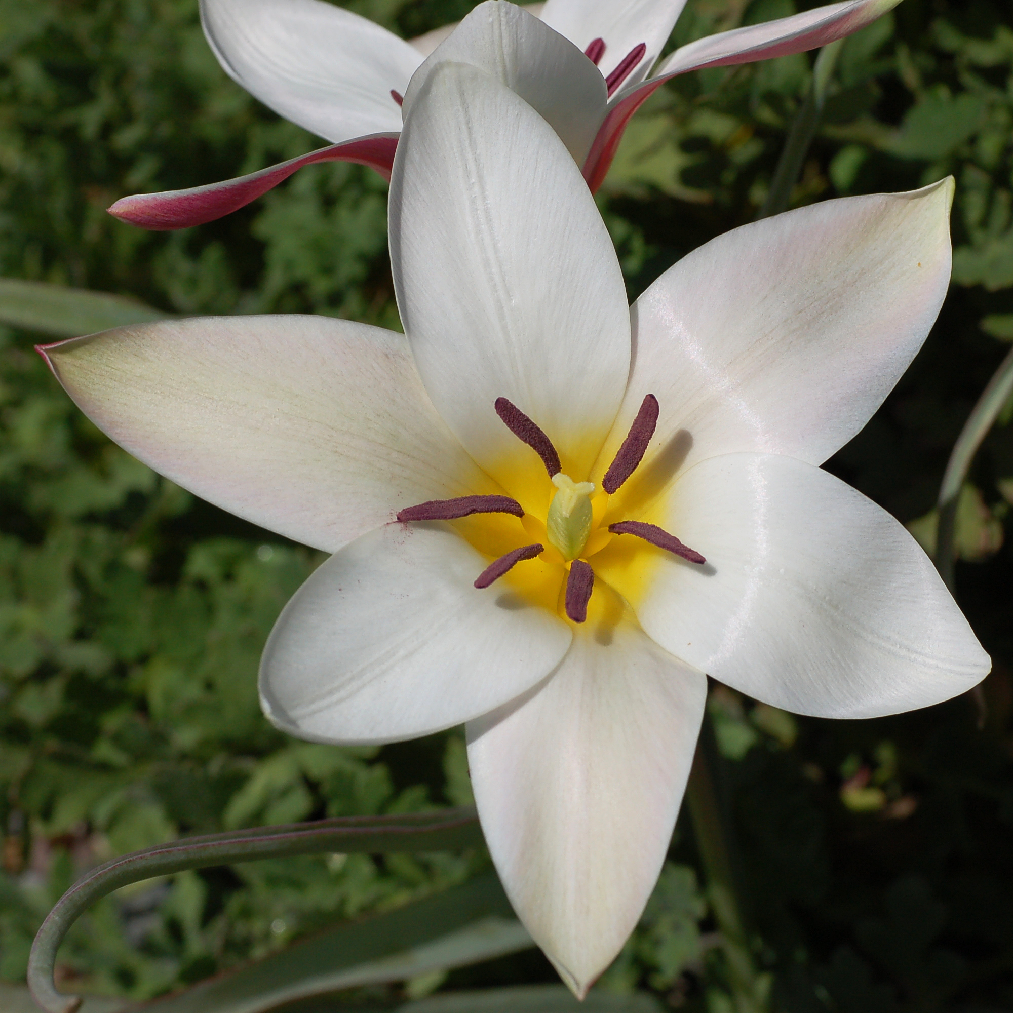 Tulipa