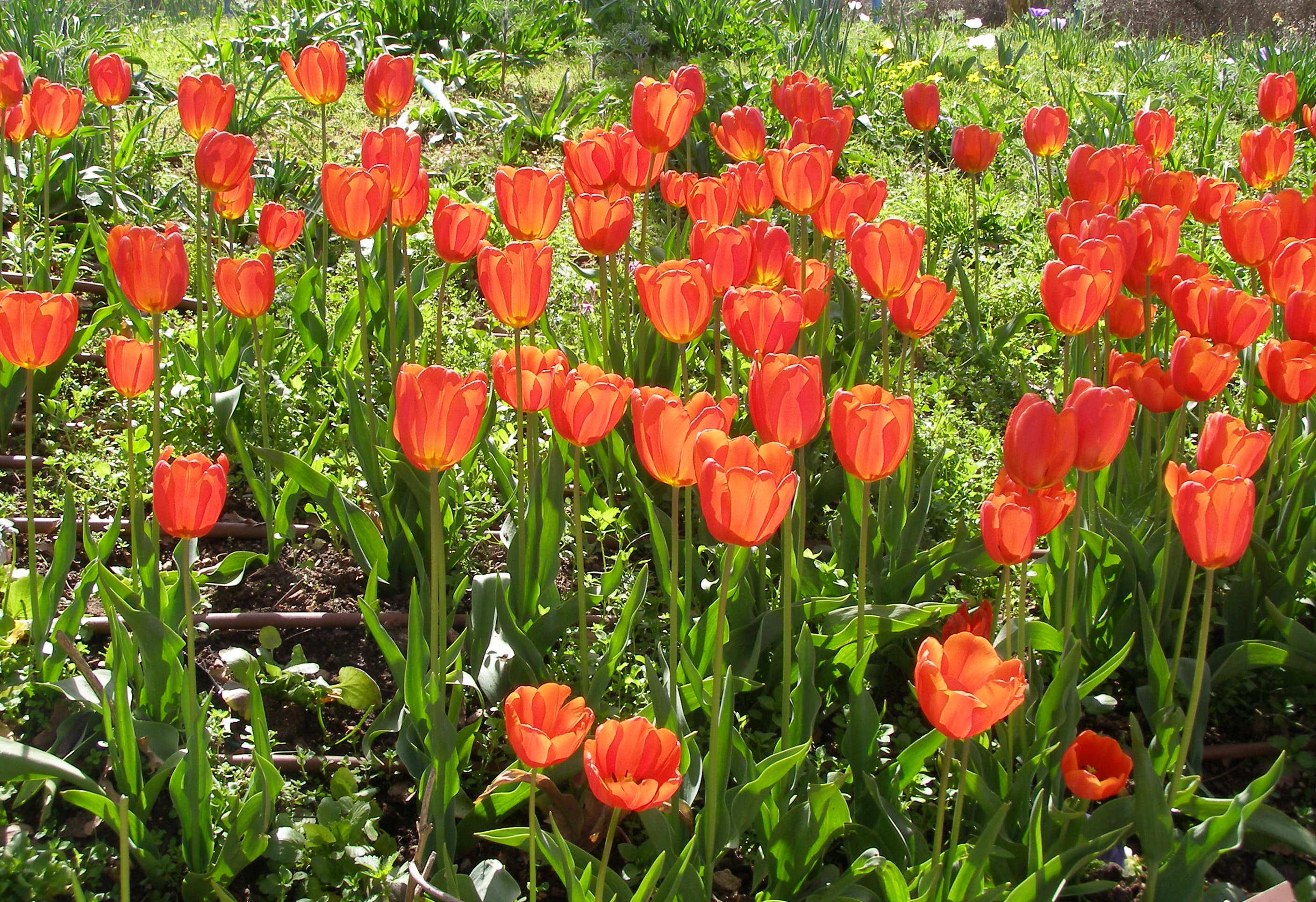 Tulipa