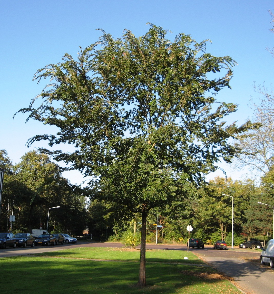 Ulmus