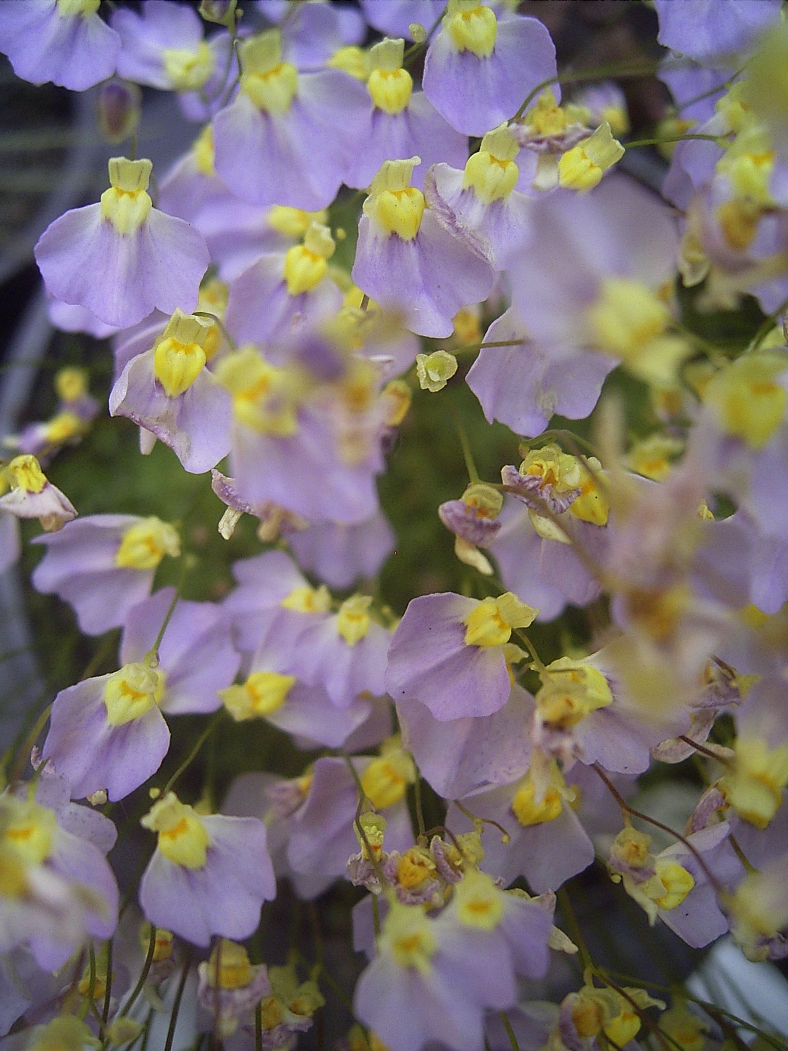 Utricularia bisquamata