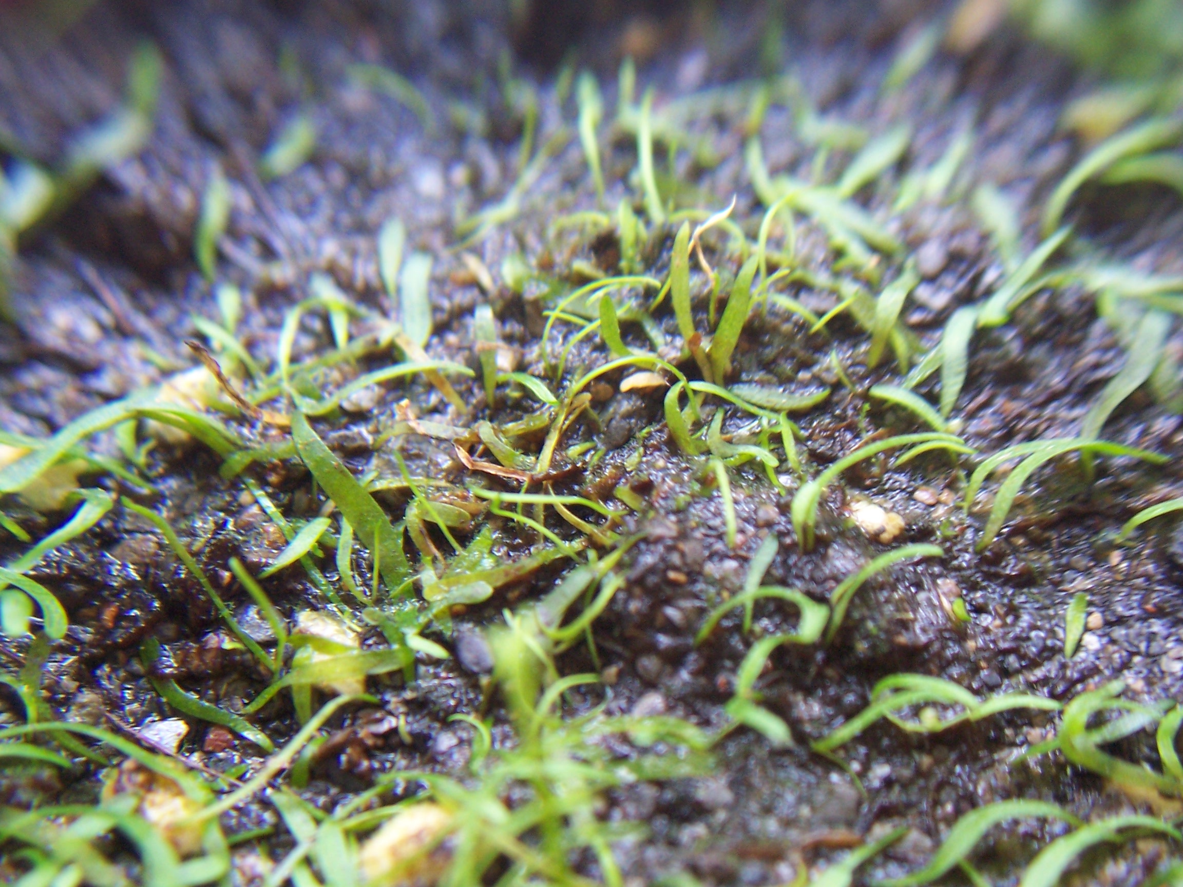 Utricularia fulva