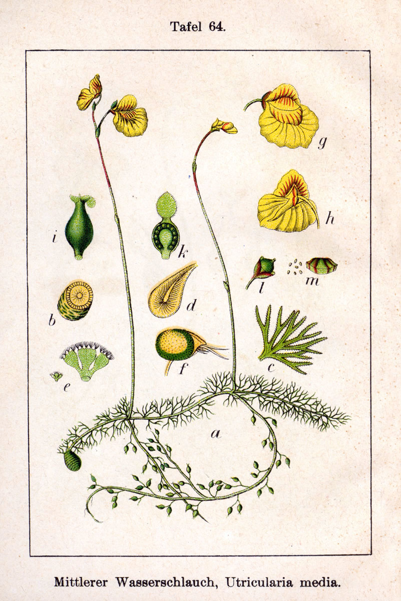 Utricularia intermedia
