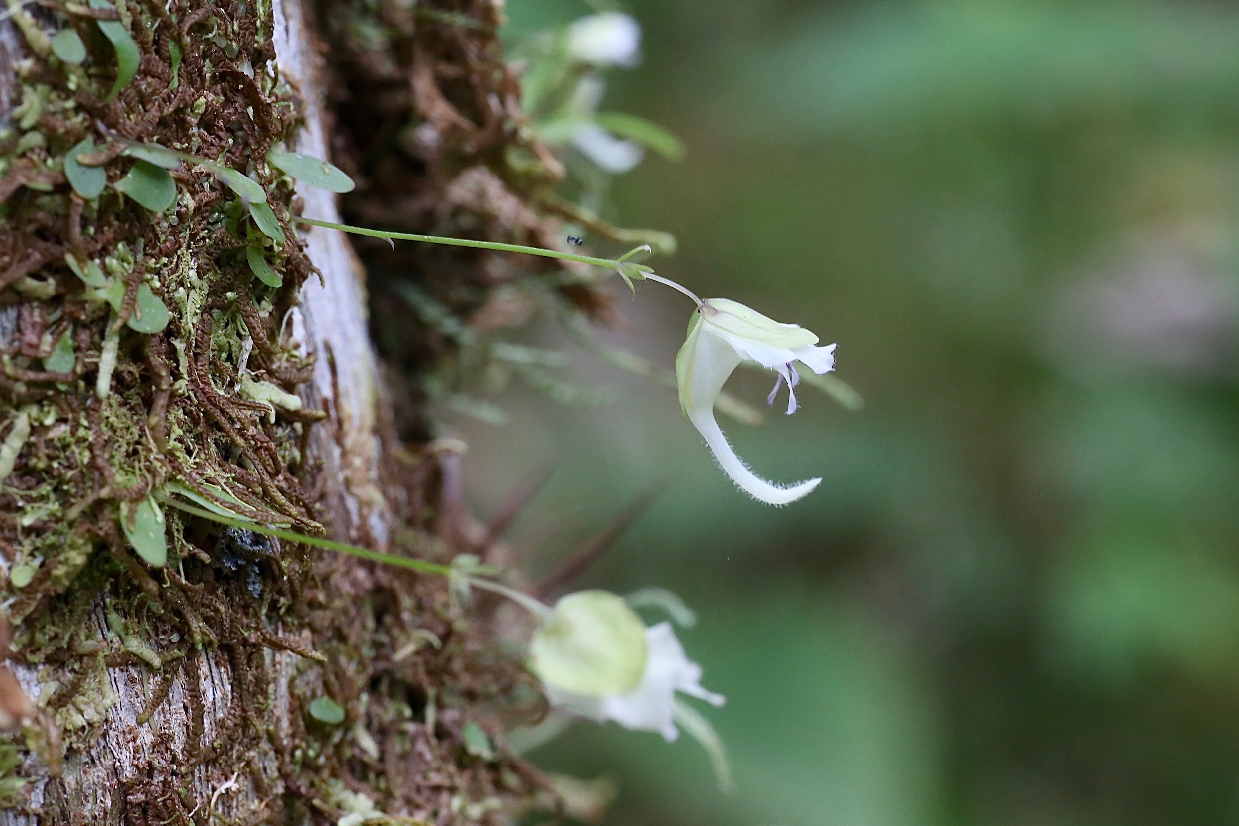 Utricularia jamesoniana